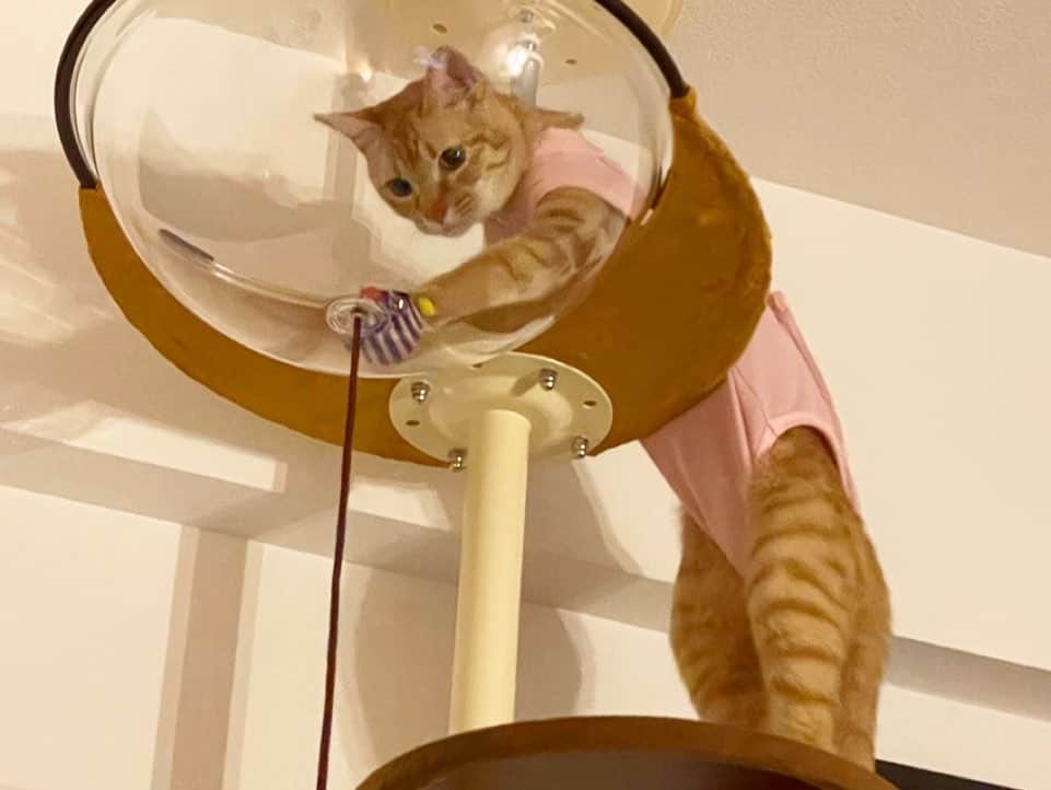 Kecoriさんのインスタグラム写真 - (KecoriInstagram)「こむぎが一歳になりました❣️🐱🎂 ってことで2人で記念写真😚笑🫧  自分で動物を飼うようになってから 命についてもめちゃくちゃ考えるようになりました。  人間も動物も同じ。大切で宝物。  去年の7月に我が家にやって来たこむぎ。 小さな命を保護して下さったちよさんに感謝いっぱい🌸 @chiyo_atakara1106  出逢わせてくれたことも✨  これからも元気いっぱい、のびのび生きてね🌷だいすき！！  #こむぎ#一歳#誕生日#519#保護猫#茶トラ#家族#親バカ#寝る時いつもいっしょ#誕生日の日の事はYouTubeに載せようと思います😚#編集頑張るぞぉ」5月20日 20時12分 - kecori.23
