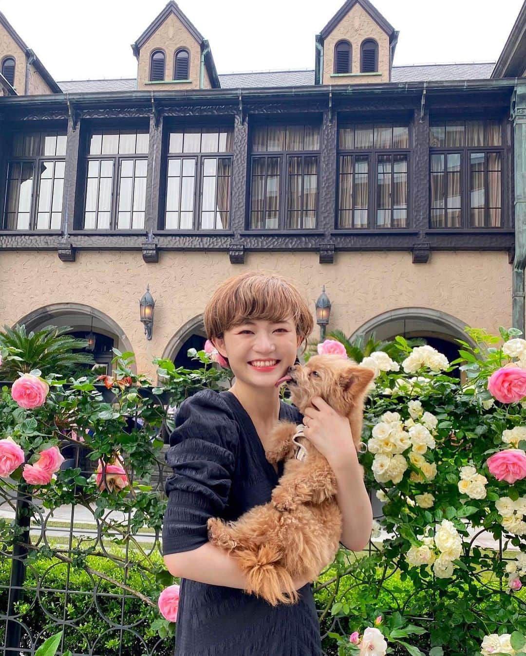 yukichi_yukiさんのインスタグラム写真 - (yukichi_yukiInstagram)「まいべいびー🐶💗🥹  #赤坂プリンスクラシックハウス  #バラ園#🌹#🐶 #ポメプー#犬のいる暮らし#犬のいる生活#薔薇#バラ #紀尾井町#赤坂」5月20日 22時00分 - yukichi_yuki