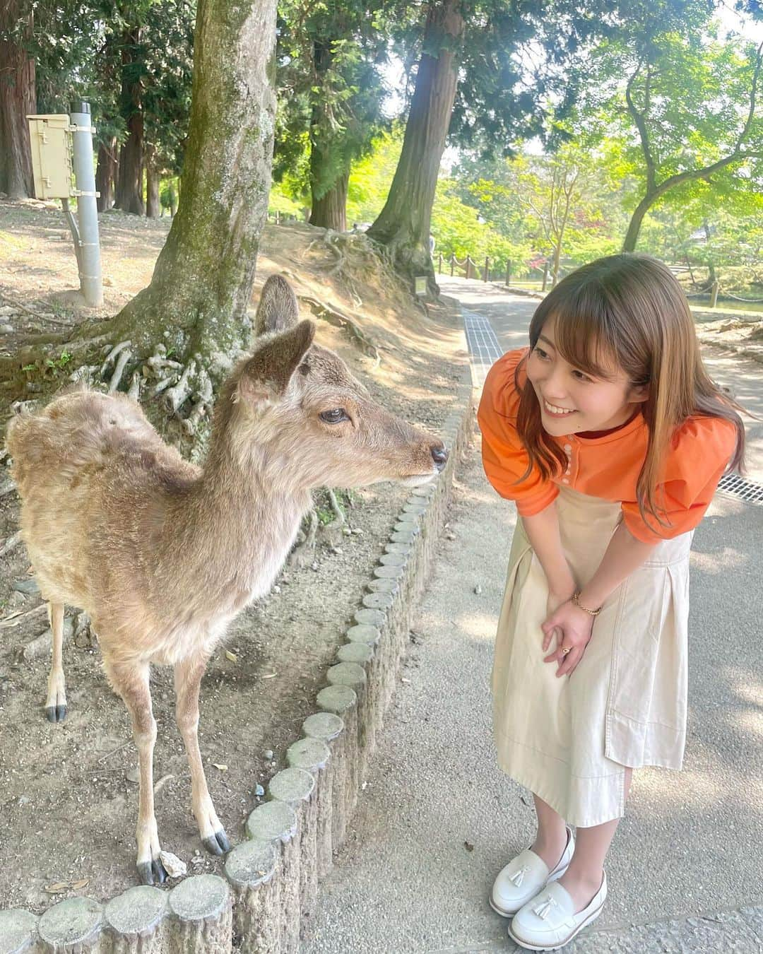 澤井志帆さんのインスタグラム写真 - (澤井志帆Instagram)「.2022.5.22 ⁡ GWは地元・関西でリフレッシュ🌱 ⁡ 奈良の鹿可愛いです🦌🤍 ⁡ ⁡ #DaiichiTV#アナウンサー#奈良公園#奈良観光」5月22日 12時17分 - shiho_sawai