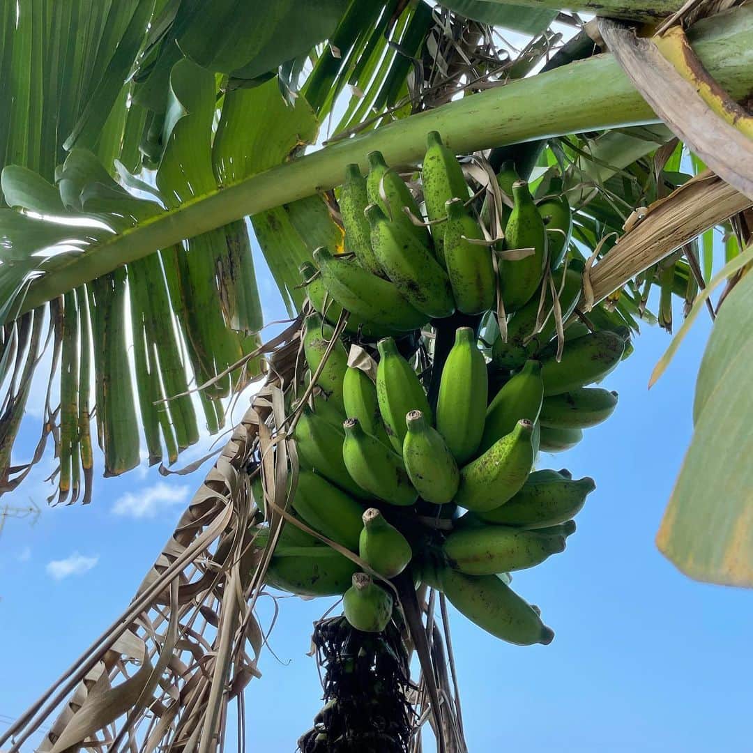 田中律子さんのインスタグラム写真 - (田中律子Instagram)「レモン🍋が一つ実をつけたー💛また花も咲いたからもっとなるといーなー💛 マイレモン🍋でレモンサワー🍋飲むぞーー❗️おーー🤙  グァバはかなり豊作❗️めっちゃ実がなってます🌞  そしてバナナ🍌🐒🍌🐒🍌🐒 雨がいっぱい降ってるからかなり育ってるぅーーー🍌  完全オーガニック🍋🍌  #okinawa  #okinawalife  #beachlife  #gardening  #lemon  #banana  #organic  #海のある生活  #beutiful  #lifestyle」5月22日 17時55分 - ri2kotanaka
