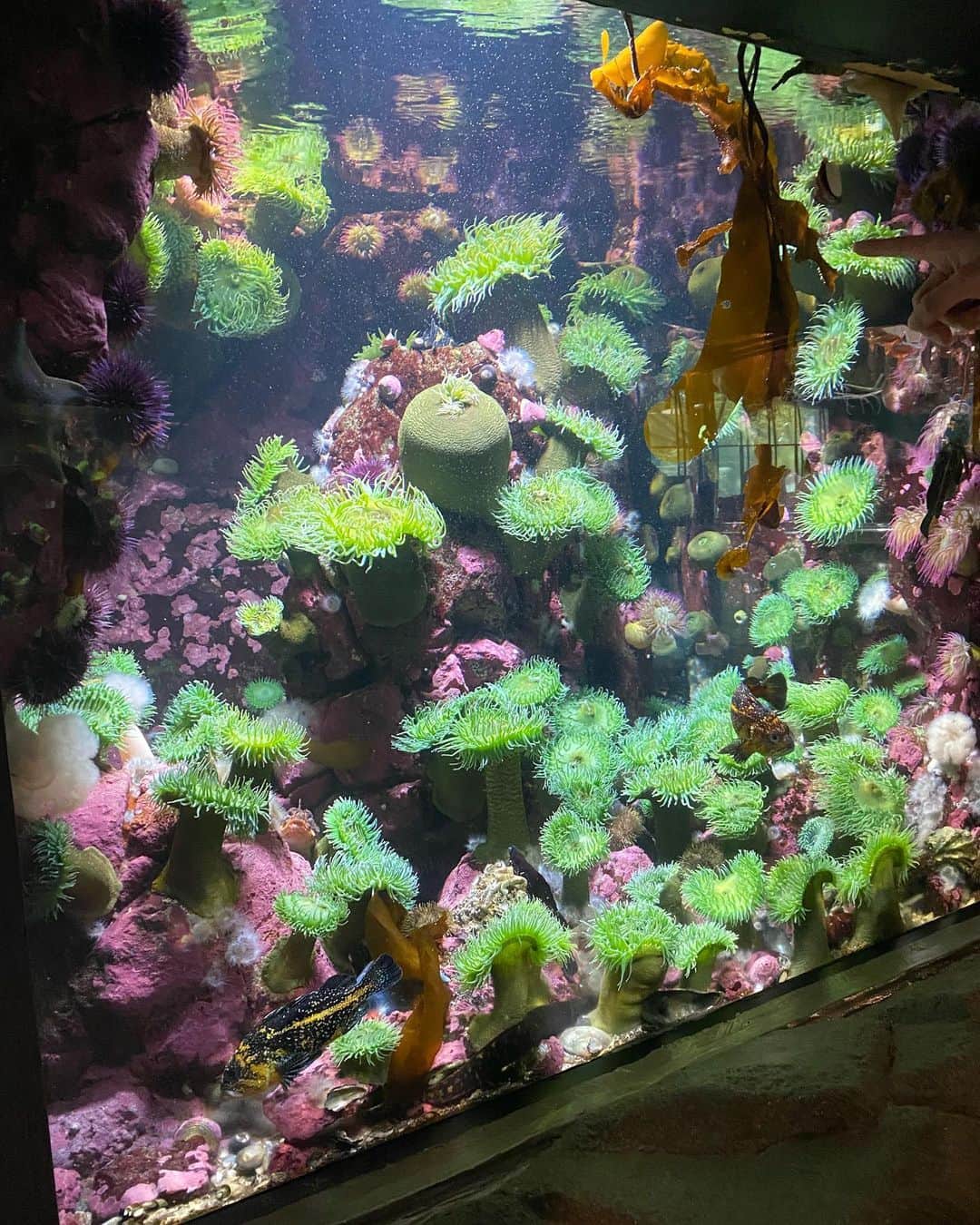 保紫萌香さんのインスタグラム写真 - (保紫萌香Instagram)「水族館が好きです。  ここには載ってないですがラッコが激カワでラッコのファンになりました！  🦦🦦🦦🦦」5月22日 19時54分 - moekappa823