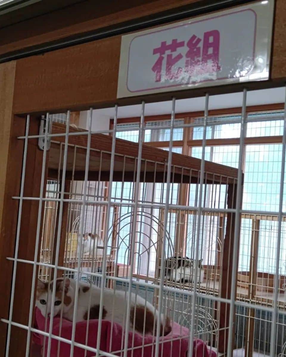 安奈淳さんのインスタグラム写真 - (安奈淳Instagram)「お休みに那須に来ました🙌 そして久しぶりに佐良直美さんにお会いしました～‼️ 今は保護した犬約45匹、猫約110匹他鳥など。今日も野犬の保護に行くと。 彼女は本当に素晴らしい❗️心から尊敬です🙇 そして那須の旅館に到着。ゆっくりします🙋  #佐良直美 #アニマルファンスィアーズクラブ #動物保護 #那須 #安奈淳」5月22日 20時10分 - annajun0729