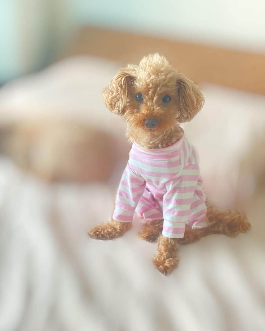 香里奈さんのインスタグラム写真 - (香里奈Instagram)「Happy Birthday  to my forever baby xxx🐩💜💜💜  #香里奈 #karina #れもん #lemon #bdgirl  #happybirthday  #🎂  #toypoodle  #🐩 #justturned7 #7yearsold #lovefamily #20150523 #20220523」5月23日 22時57分 - karina_official_221