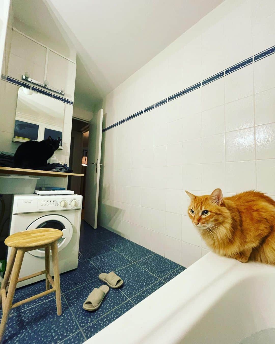 猫沢エミさんのインスタグラム写真 - (猫沢エミInstagram)「週一のお風呂浸かりデー🛀  ユピガそろってお付き合い。  「特にボクね！ボク、ちゃんとパリでもお風呂斡旋続けています♨️」  #猫沢家の猫兄弟　#ピガ兄　#ユピ坊　#猫パリ  #猫沢エミのインターナショナル五十路ライフシフト  #猫沢エミリーパリへ行く　#風呂斡旋猫ユピ坊」5月24日 8時26分 - necozawaemi