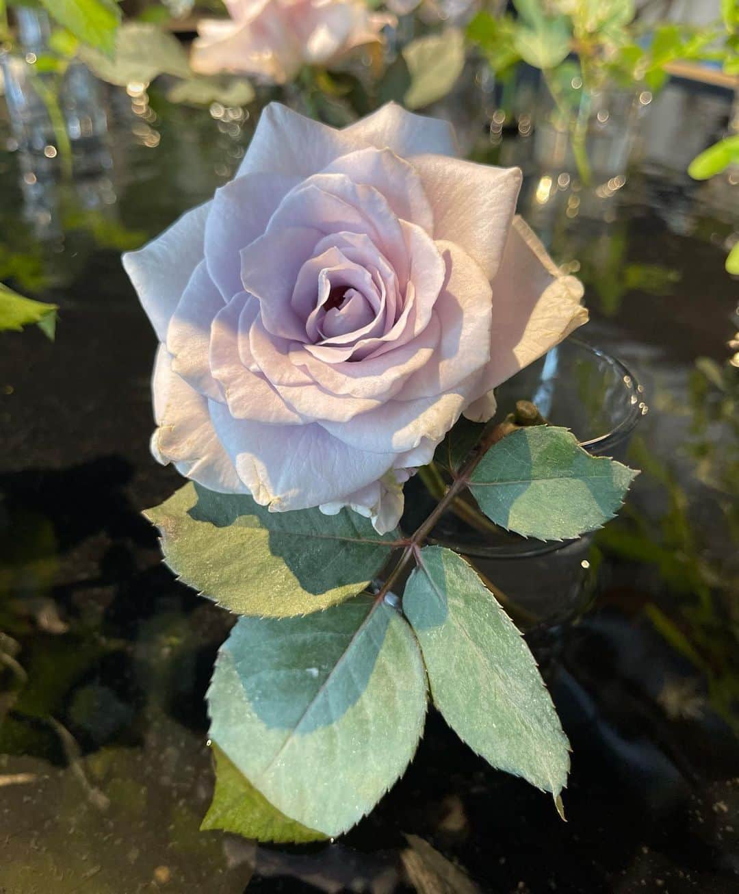 鈴木砂羽さんのインスタグラム写真 - (鈴木砂羽Instagram)「薔薇の季節ですね🌹 毎年この季節に各地のバラ園に 行ってます🥀  茨城フラワーパークは 今まさに見ごろです。 園内はあらゆる種類の 薔薇🌹薔薇🌹薔薇🌹 で溢れておりました〜✨  恒例の 「永遠のヴァンパネラ🩸 ポーの一族🥀」 ポーズで撮りましたが 今年はできが良くないから却下（特に顔が‼）️🤣  #バラ園 #いばらきフラワーパーク  #バラソフトクリーム　🍦  #君は薔薇薔薇という感じ  さぁ〜♫ っていう田原トシちゃんの歌知ってる？」5月24日 17時52分 - bombon_sawa