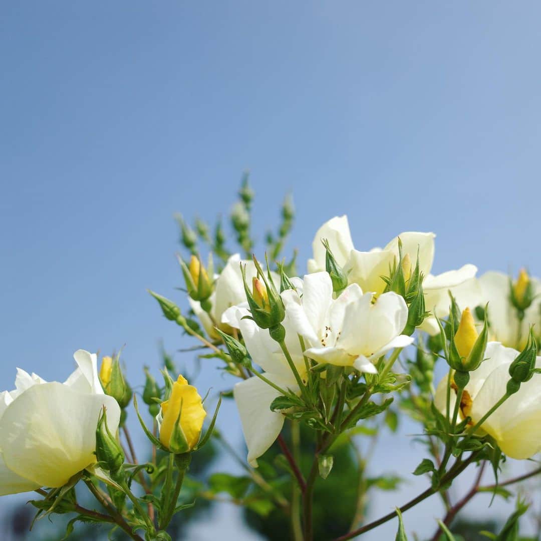 内山理名さんのインスタグラム写真 - (内山理名Instagram)「rose garden..🪸🫧  アーチが可愛い。薔薇の香りに包まれて、るんるんしてしまう。  薔薇の種類によって紅茶のような香りや、レモンのような香りも。  麻のサロペットは昨年の @norc.jp  インナーは　@emmi.jp  メイクしていないリラックスした日🫥」5月24日 17時54分 - rinauchiyama_official
