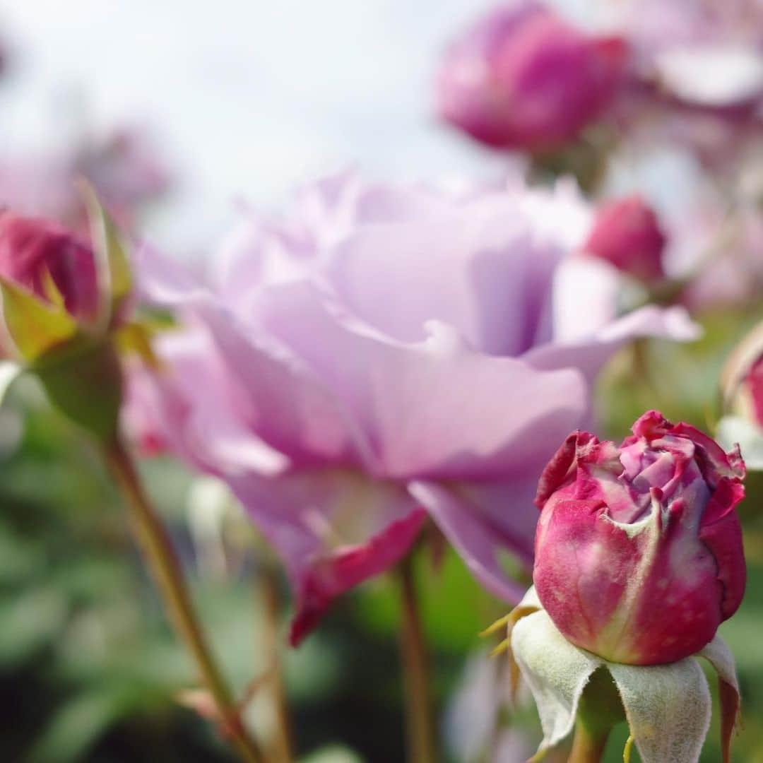 内山理名さんのインスタグラム写真 - (内山理名Instagram)「rose garden..🪸🫧  アーチが可愛い。薔薇の香りに包まれて、るんるんしてしまう。  薔薇の種類によって紅茶のような香りや、レモンのような香りも。  麻のサロペットは昨年の @norc.jp  インナーは　@emmi.jp  メイクしていないリラックスした日🫥」5月24日 17時54分 - rinauchiyama_official