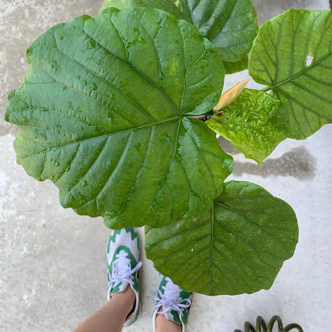 河辺ほのかさんのインスタグラム写真 - (河辺ほのかInstagram)「今日の写真と日記  今日も綺麗なものをいっぱい見ました。 葉が柔らかい観葉植物によく着くらしい小さいクモを毎日お手入れして撲滅させた結果 うんちゃんが著しい成長を見せ始めてて嬉しいです。 以上！」5月24日 21時09分 - honoka4b