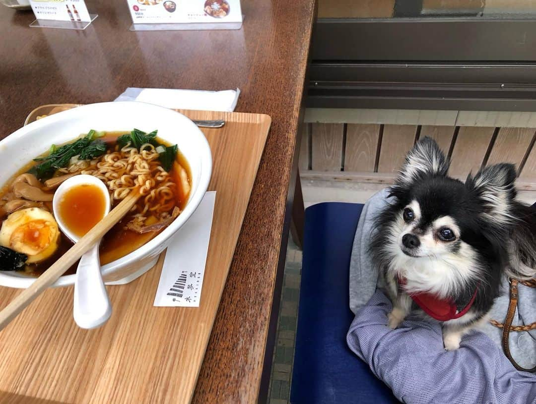 小野真弓さんのインスタグラム写真 - (小野真弓Instagram)「おはようございます😆 ハナちゃんです🌸  ラーメンを食べに行きました🍜 ハナちゃんも優しい店員さんに〜 可愛いお客さまって言われまちたよ☺️  肝心なラーメンは、、 おかーさんが全部食べちゃいまちた🤤🍜 美味しかったそうです✨  いつかハナちゃんも、 大人になったら〜 ラーメン🍜 食べてみたいです😋🐾  今日も良い一日を お過ごしくだちゃい🐶💘  #チワワ#ハナちゃん#食いしん坊犬 #チワマル#ハルくん#散歩命犬 #雑種猫兄妹#アオくん#ナナちゃん #仲良し兄妹猫#仲良しわんにゃん #犬と猫のいる暮らし#犬猫日記#千葉暮らし #竹岡式ラーメン #富津市#古民家#わんこok」5月25日 6時38分 - hanaharuaroi