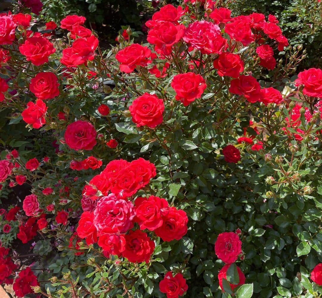 及川奈央さんのインスタグラム写真 - (及川奈央Instagram)「たまたま見つけた #薔薇 が綺麗で癒されました❁⃘*.ﾟ」5月25日 17時18分 - naooikawa