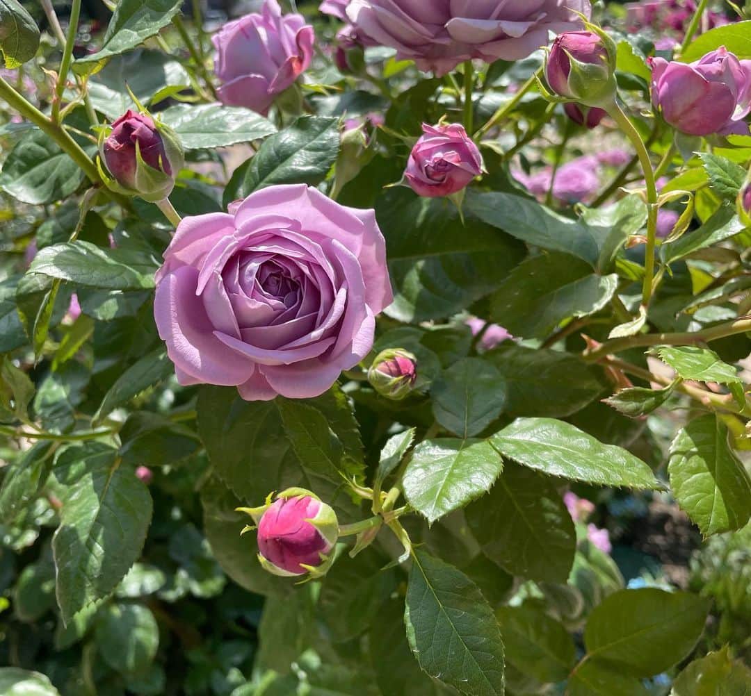 及川奈央さんのインスタグラム写真 - (及川奈央Instagram)「たまたま見つけた #薔薇 が綺麗で癒されました❁⃘*.ﾟ」5月25日 17時18分 - naooikawa