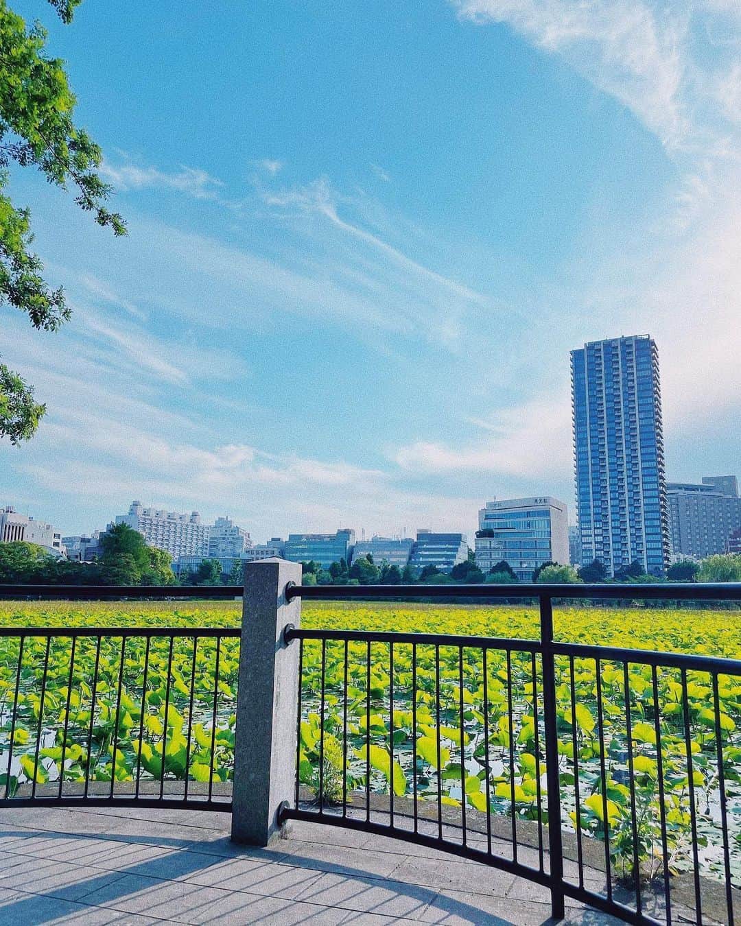 宮司愛海さんのインスタグラム写真 - (宮司愛海Instagram)「いいなあ、やっぱり好きだなあ、の日。 心が満たされたあとの散歩は何より幸せを感じるひととき。」5月26日 15時55分 - manami_miyaji