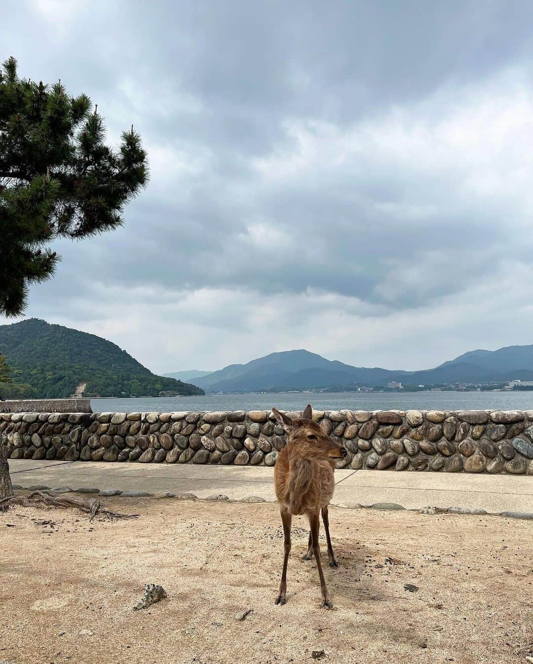 KEIさんのインスタグラム写真 - (KEIInstagram)「載せ直しごめんなさい🙇‍♀️ 広島の思い出。  #広島 #厳島神社 #宮島 #100年に一度の工事中  #潜水艦 #てつのくじら館  #ヤマトミュージアム #カワハギ  #のどぐろ #広島風お好み焼き 写真は撮らなかったけど #原爆ドーム もいきました」5月26日 20時03分 - kei_oktwins