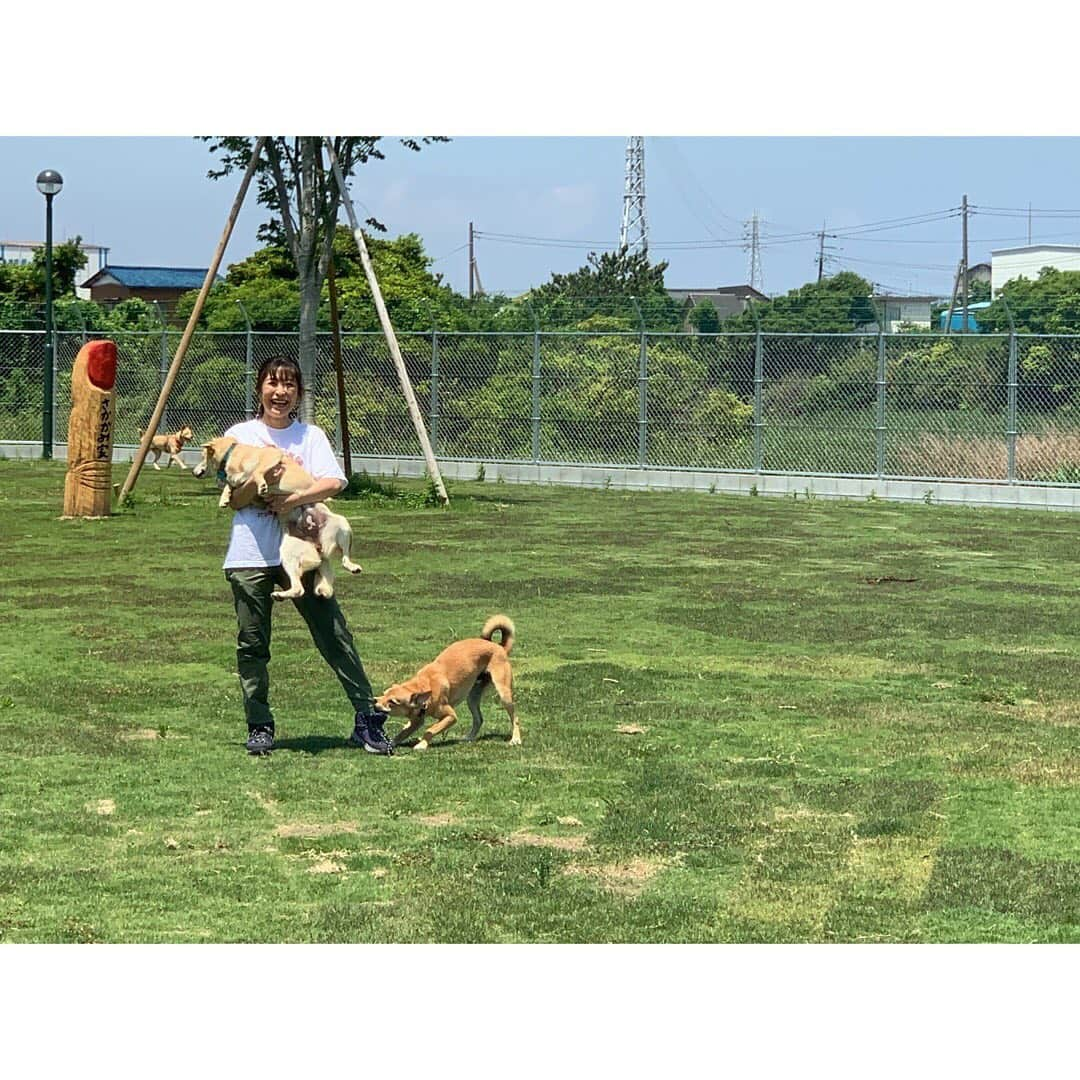 小野真弓さんのインスタグラム写真 - (小野真弓Instagram)「おはようございます☺️🐾  4月はじめ頃に始動しました、 坂上忍さんの保護ハウス🏡 【さかがみ家】 トリマーとして、 保護活動をしている人間の1人として、 私もお手伝いさせて頂いております🙋‍♀️  立ち上げ時の、動物たちの様子、 🐕‍🦺🐕🐕🐕‍🦺🐶 🐈‍⬛🐈🐈🐈🐈🐈🐈🐈🐈🐈 人間たちの奮闘する様子が、  本日オンエアの フジテレビ【坂上どうぶつ王国】にて 放送されます。  みんなみんな、 家族募集中の子たちです☺️ こちらは犬チーム🐾  みんなとーーっても、 個性豊かな、かわいこちゃん🥺❤️ ハンデをもった子もいますが、 そんな事忘れてしまうくらい元気いっぱいです😆  19時から、 是非ご覧ください📺✨(^^)  🐩トキちゃん#トイプードル#食いしん坊お嬢#のんびりさん 🐕文太くん#耳垂れ#いたずら小僧 🐕あいまちゃん#6ヶ月#やんちゃ娘 🐕‍🦺もこちゃん#ブリンドルカラー#ボール大好き 🐕‍🦺クロくん#黒犬#中身はチワワだと思う#抱っこ大好き犬  #家族募集犬#雑種犬の魅力#中型犬mix   猫チームのご紹介へ🐱❤️つづくわん」5月27日 9時06分 - hanaharuaroi