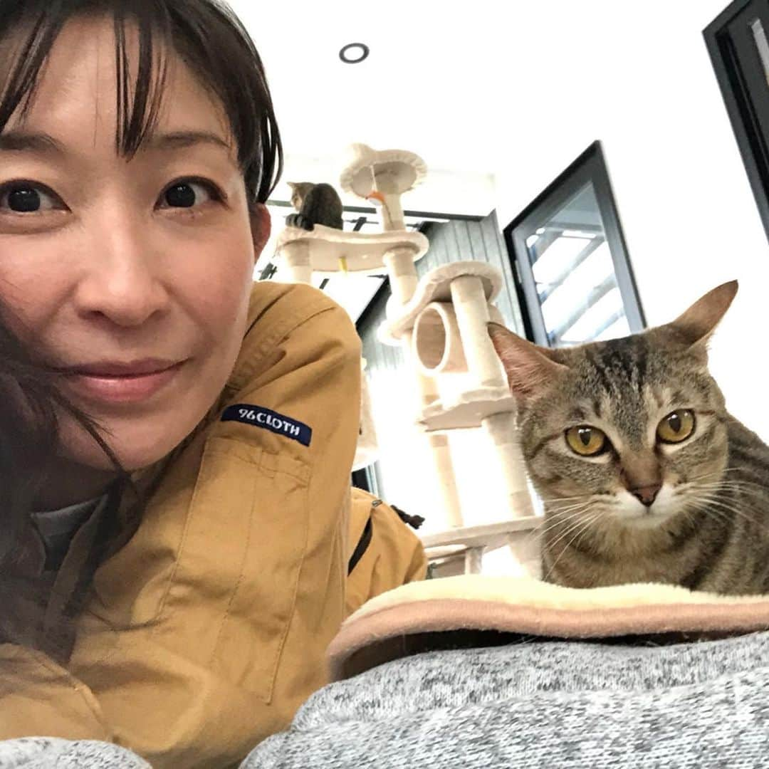 小野真弓さんのインスタグラム写真 - (小野真弓Instagram)「犬チームに続いて〜  保護ハウス🏡【さかがみ家】 猫チームにゃん😆✨💘 🐈🐈🐈🐈🐈🐈🐈🐈🐈🐈‍⬛  左上から時計回りに〜、  🍛ココイチ子 🟡マル 🖼シャノアール 🪔コールマン 🏯勝新 🏵マリ 🔮ルビー 🎶シャイン ✌️イケ 🌳コニア  みんな 家族募集中です☺️🐾  人馴れべたべたな子も〜🐾 びびりちゃんで隠れんぼな子も〜🐾 人馴れもう一歩な子も〜🐾 みんなそれぞれ。 個性が、可愛いにゃーん❤️  フジテレビ19時から、 【坂上どうぶつ王国】に 動くあたちたちが映るにゃ😆 人間たちに色々教えてやってるにゃよ😏🐾  よろちくにゃん❤️  #家族募集猫#雑種猫の魅力#猫チーム」5月27日 9時27分 - hanaharuaroi