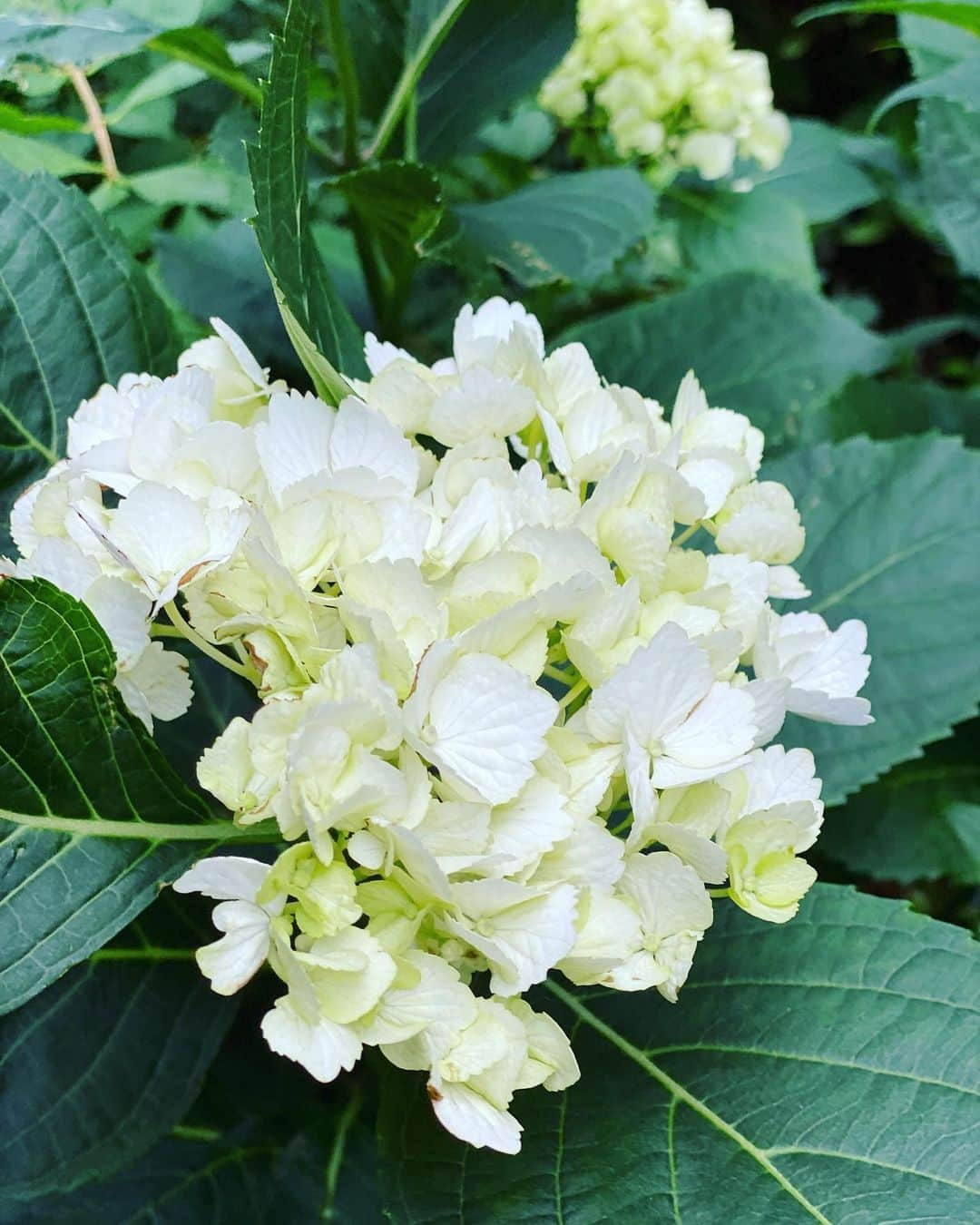 生野陽子さんのインスタグラム写真 - (生野陽子Instagram)「関東は午前中、大雨でしたね。 大丈夫でしたか？  雨上がりの午後、紫陽花がちらほら。 まもなく見頃ですね〜 青々とした葉にしずくが光り、 綺麗でした。  #紫陽花 #ツツジからアジサイの季節へ」5月27日 16時41分 - yoko_shono