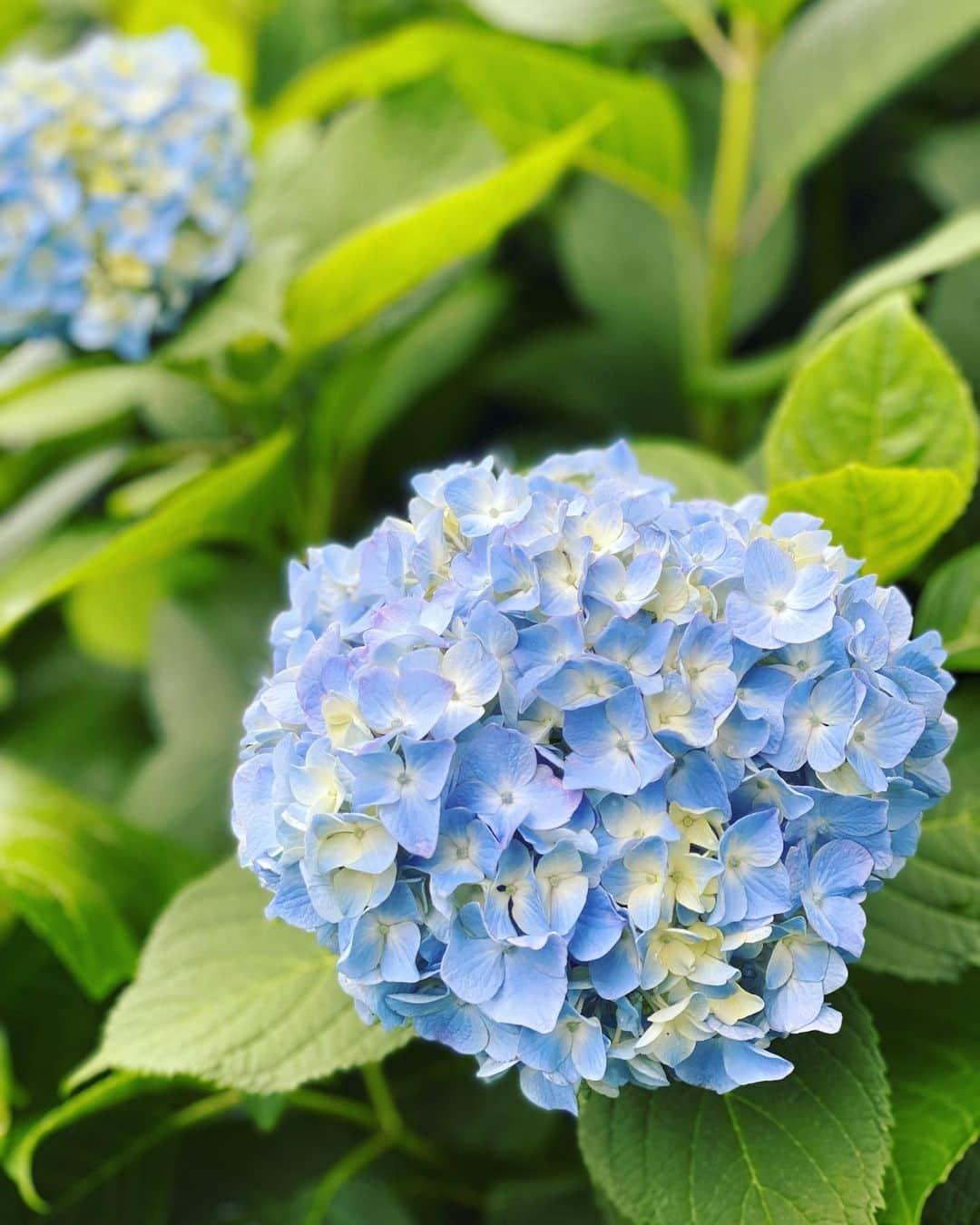 生野陽子さんのインスタグラム写真 - (生野陽子Instagram)「関東は午前中、大雨でしたね。 大丈夫でしたか？  雨上がりの午後、紫陽花がちらほら。 まもなく見頃ですね〜 青々とした葉にしずくが光り、 綺麗でした。  #紫陽花 #ツツジからアジサイの季節へ」5月27日 16時41分 - yoko_shono