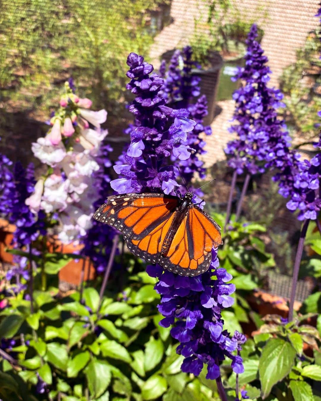 ティファニー・トートさんのインスタグラム写真 - (ティファニー・トートInstagram)「Saw so many beautiful butterflies at the @butterflyfarms 🦋🌿」5月28日 10時17分 - tiffanytothxoxo