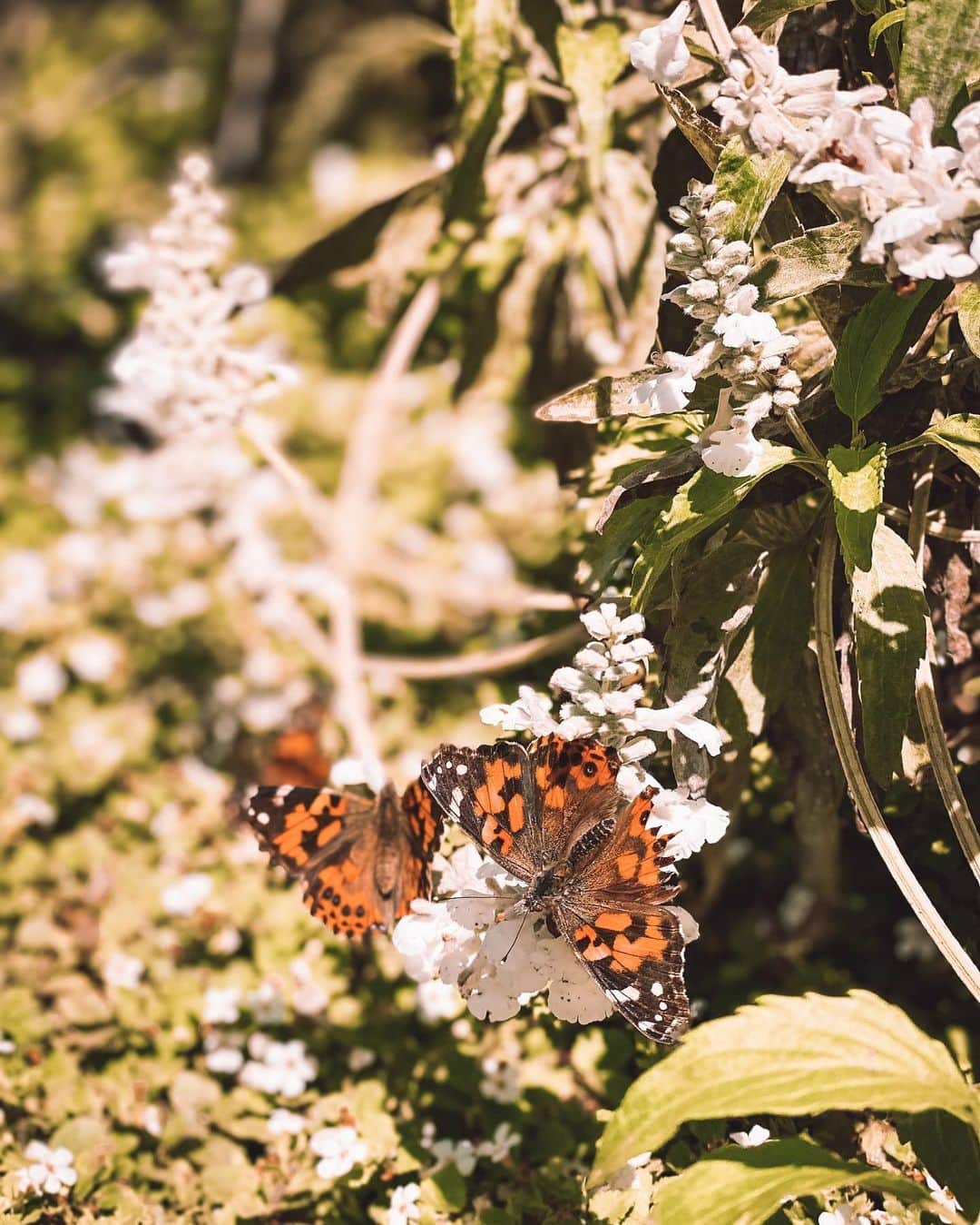 ティファニー・トートさんのインスタグラム写真 - (ティファニー・トートInstagram)「Saw so many beautiful butterflies at the @butterflyfarms 🦋🌿」5月28日 10時17分 - tiffanytothxoxo