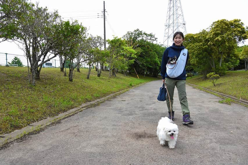 小野真弓さんのインスタグラム写真 - (小野真弓Instagram)「こんにちは😊 今日はぐんぐん気温が上がって〜 蒸し暑くなりそうです🌞🌺  お散歩命のハルくん🐏✨ にっこにこ😊🐾 張り切り過ぎて、お昼は爆睡です😪  水分しっかりとって〜🍹 良い週末をお過ごしください😆🍀  #チワワ#ハナちゃん #チワマル#ハルくん #雑種猫兄妹#アオくん#ナナちゃん #預かり猫#ネロくん#黒猫#保護猫 #雑種猫の魅力#兄妹猫の魅力#犬猫日記#仲良しわんにゃん」5月28日 12時39分 - hanaharuaroi