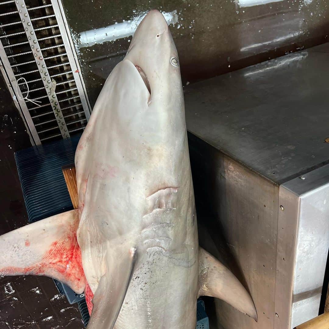 トミックさんのインスタグラム写真 - (トミックInstagram)「45kgのサメをキッチンで解体したよ🦈  #トミック  #youtuber  #サメ  #shark  #tomikkunet  #youtuber好きな人と繋がりたい  #一般家庭のキッチンは40kg以上の魚置くと壊れます」5月28日 21時25分 - tomikkunet
