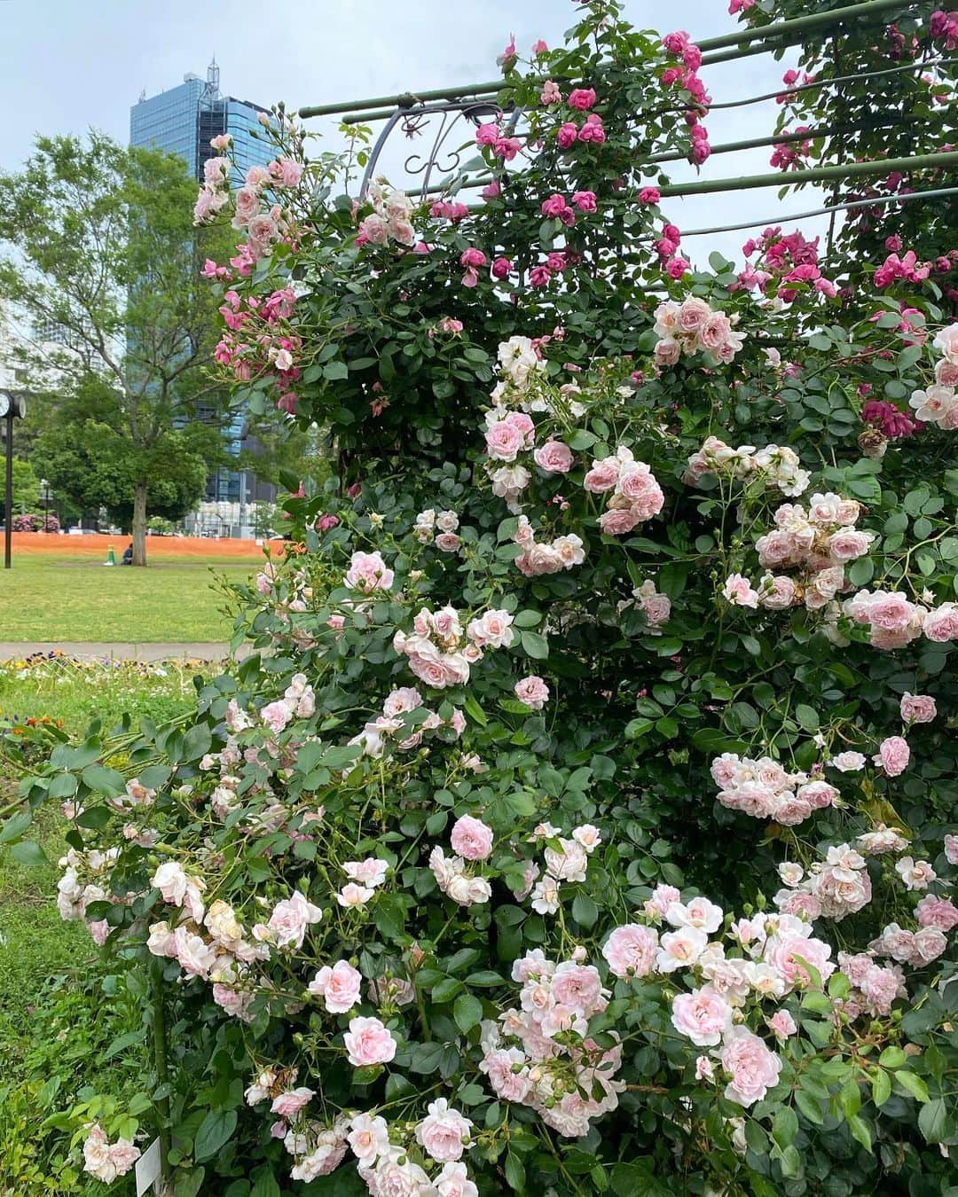 計良日向子（ひなひ）さんのインスタグラム写真 - (計良日向子（ひなひ）Instagram)「. . 芝公園の薔薇が綺麗だったよ🥀💕 満開の時期を逃しちゃったけど ギリギリ咲いててくれて嬉しい🥺 . . . これで今年の薔薇は最後かなぁ って思うから、少し寂しい😔 また来年も見に行きたいな♡ . . . 👗ブラウス　@dazzlin_official . 👗スカート　@annleya_official . 👜バッグ　@glavie.shop . 👡サンダル　@grl_official . . . . #芝公園 #バラ園 #薔薇園 #お花畑コーデ #dazzlin #ダズリン #grl #グレイル購入品 #グレイル #グレイルコーデ #grl購入品 #grlコーデ #プチプラ高見えコーデ」5月28日 22時29分 - kerahinako1105