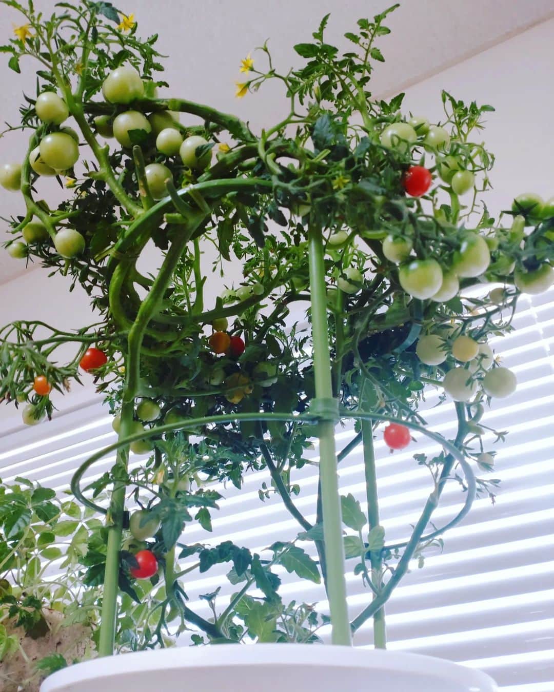 工藤亜耶さんのインスタグラム写真 - (工藤亜耶Instagram)「脇芽を除く作業！ 罪悪感背負いながら、美味しいトマトを食べるため、日が当たるように丸裸にしてきます。 売られてる時は見た目もあるのか、脇芽が、たくさん。  ただ、丸裸の方がアーティスティックになったw  こっちの方が、断然好き😆  #トマト栽培 #家庭菜園初心者」5月30日 9時36分 - ayakudou