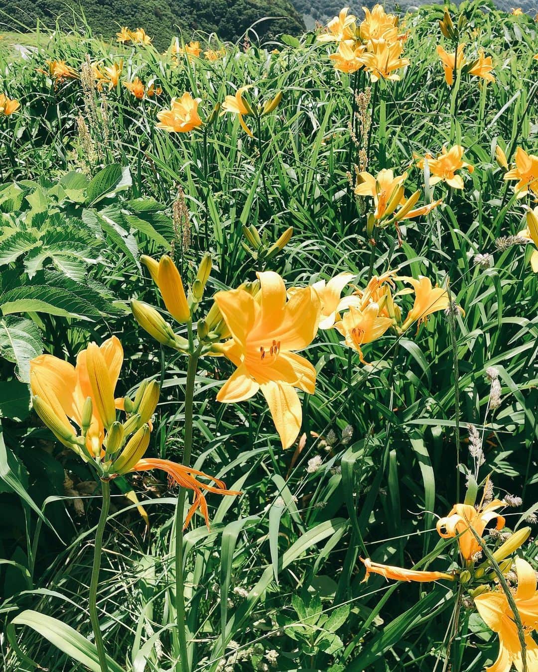 Megu さんのインスタグラム写真 - (Megu Instagram)「土日は佐渡島へ〜☺️ いいお天気に恵まれて とっても楽しかったーー🫶  トビシマカンゾウがいま見頃で、 このお花は、飛島、酒田海岸、 そして佐渡にしか咲かない お花だそうです〜💗  ユリに似たお花で、 佐渡市のお花なんですよ💐  とっても素敵だった🫶  #佐渡島  #佐渡  #トビシマカンゾウ  #カンゾウの花  #いとしげな佐渡」5月30日 10時14分 - megu_negicco