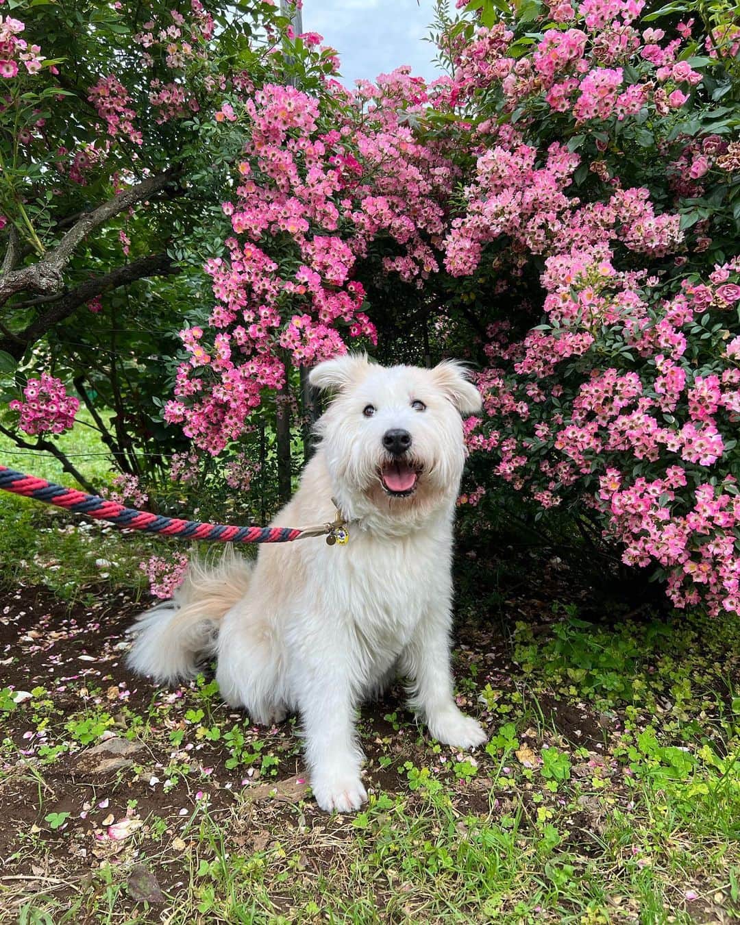 黒田知永子さんのインスタグラム写真 - (黒田知永子Instagram)「. とろ散歩🐕 薔薇の似合う男🌹  前の投稿の質問に答えて下さった皆様ありがとうございます😊 くだらない話で申し訳ない💧 正解はバッグの口が開いている、開いていない…でした。 私いつもバッグ開けっぱなしで、よく指摘されているのです。たまたま閉まっているのに気がついたので自分的におかしくてクイズにしました笑 半衿の色というお答えも多かったのですが、、確かに半衿の色が違って見えるけど紫陽花のグリーンが映っているのかな？と思います☺︎  #dog #犬 #雑種です #黒田とろろ #とろ散歩 #新緑がまぶしい季節  #黒田知永子  #chiekokuroda」6月1日 20時17分 - kuroda_chieko