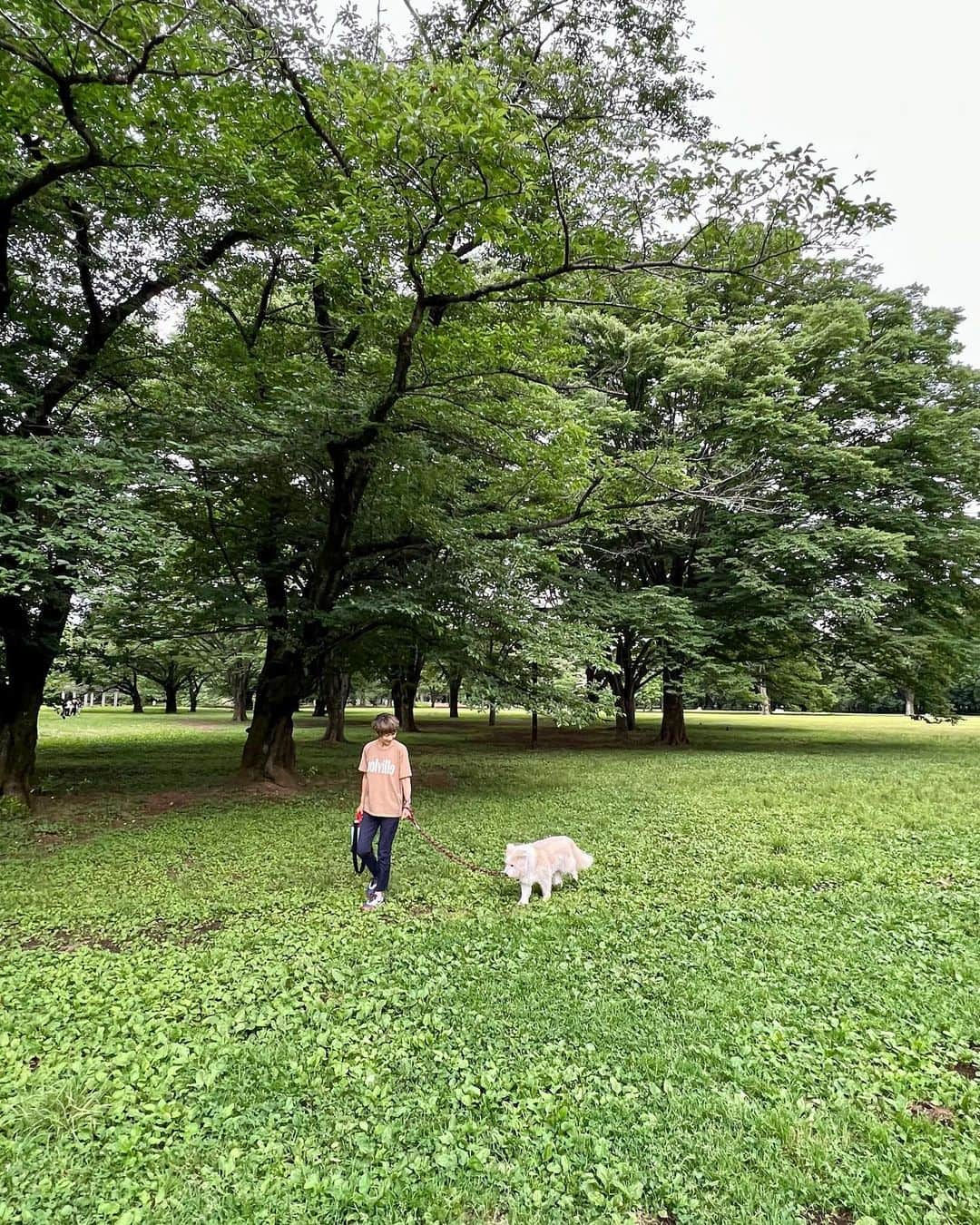 黒田知永子さんのインスタグラム写真 - (黒田知永子Instagram)「. とろ散歩🐕 薔薇の似合う男🌹  前の投稿の質問に答えて下さった皆様ありがとうございます😊 くだらない話で申し訳ない💧 正解はバッグの口が開いている、開いていない…でした。 私いつもバッグ開けっぱなしで、よく指摘されているのです。たまたま閉まっているのに気がついたので自分的におかしくてクイズにしました笑 半衿の色というお答えも多かったのですが、、確かに半衿の色が違って見えるけど紫陽花のグリーンが映っているのかな？と思います☺︎  #dog #犬 #雑種です #黒田とろろ #とろ散歩 #新緑がまぶしい季節  #黒田知永子  #chiekokuroda」6月1日 20時17分 - kuroda_chieko