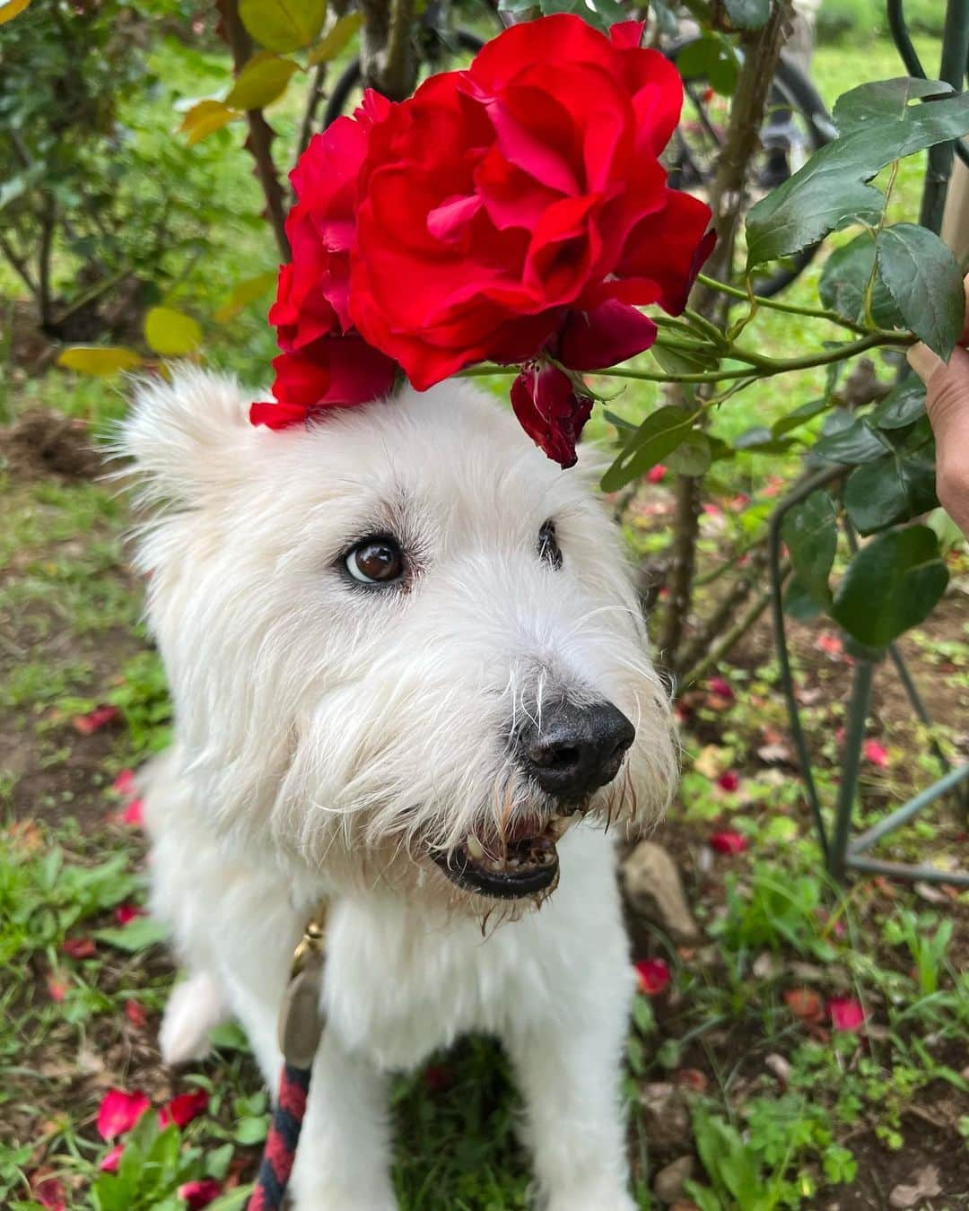 黒田知永子さんのインスタグラム写真 - (黒田知永子Instagram)「. とろ散歩🐕 薔薇の似合う男🌹  前の投稿の質問に答えて下さった皆様ありがとうございます😊 くだらない話で申し訳ない💧 正解はバッグの口が開いている、開いていない…でした。 私いつもバッグ開けっぱなしで、よく指摘されているのです。たまたま閉まっているのに気がついたので自分的におかしくてクイズにしました笑 半衿の色というお答えも多かったのですが、、確かに半衿の色が違って見えるけど紫陽花のグリーンが映っているのかな？と思います☺︎  #dog #犬 #雑種です #黒田とろろ #とろ散歩 #新緑がまぶしい季節  #黒田知永子  #chiekokuroda」6月1日 20時17分 - kuroda_chieko