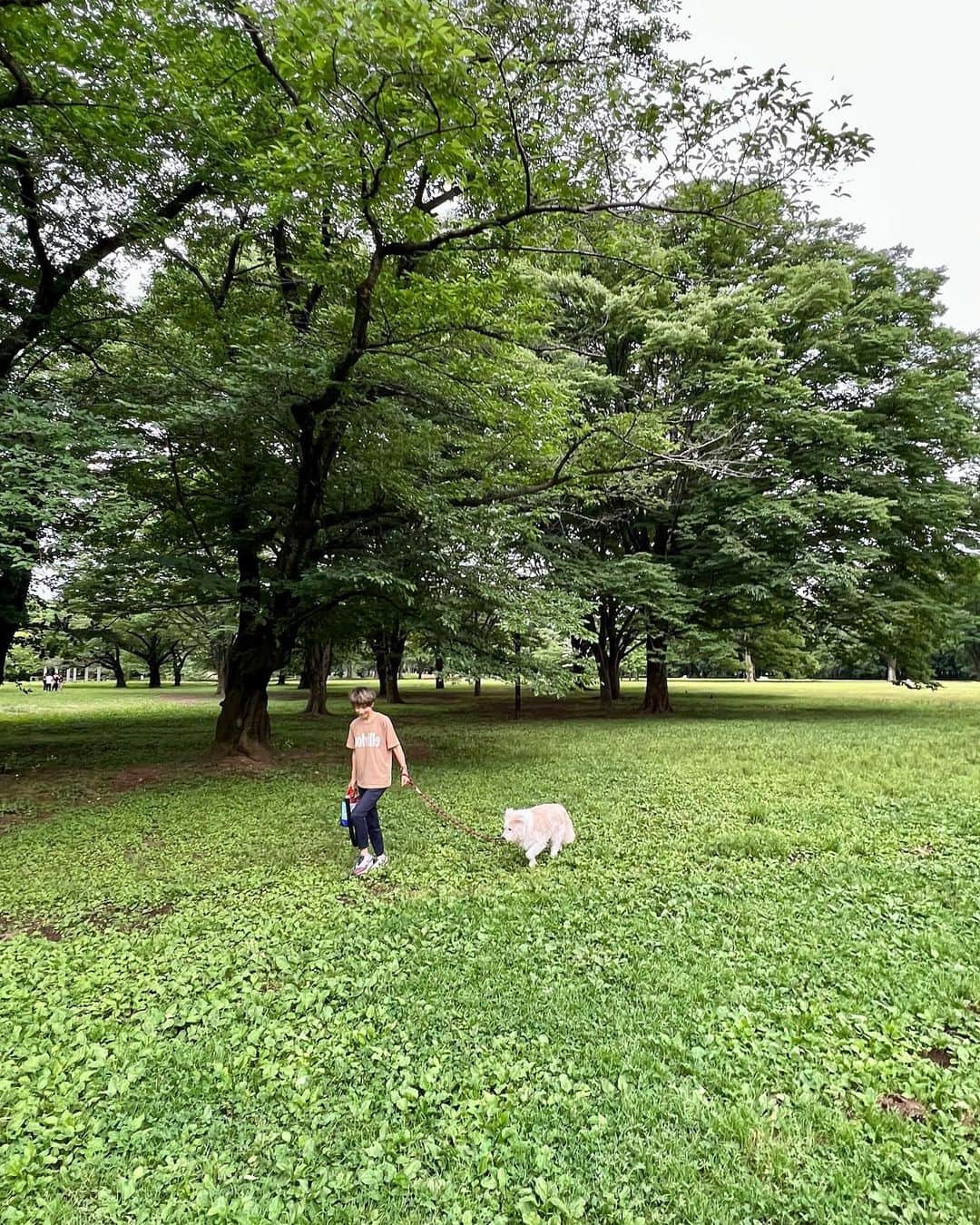 黒田知永子さんのインスタグラム写真 - (黒田知永子Instagram)「. とろ散歩🐕 薔薇の似合う男🌹  前の投稿の質問に答えて下さった皆様ありがとうございます😊 くだらない話で申し訳ない💧 正解はバッグの口が開いている、開いていない…でした。 私いつもバッグ開けっぱなしで、よく指摘されているのです。たまたま閉まっているのに気がついたので自分的におかしくてクイズにしました笑 半衿の色というお答えも多かったのですが、、確かに半衿の色が違って見えるけど紫陽花のグリーンが映っているのかな？と思います☺︎  #dog #犬 #雑種です #黒田とろろ #とろ散歩 #新緑がまぶしい季節  #黒田知永子  #chiekokuroda」6月1日 20時17分 - kuroda_chieko