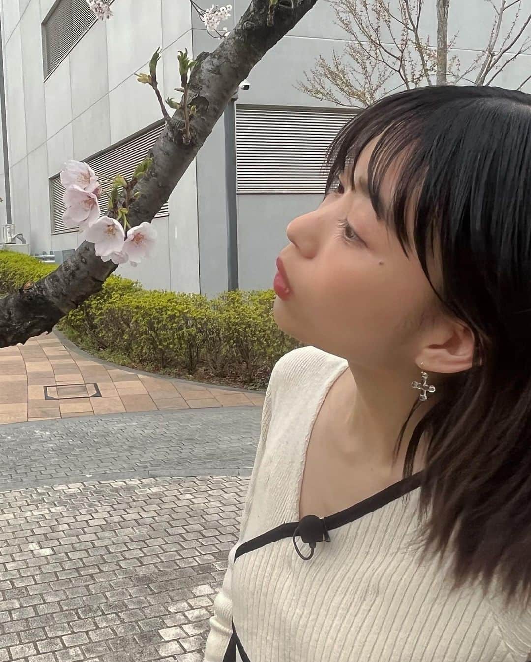 森川葵さんのインスタグラム写真 - (森川葵Instagram)「今日も#ナンバmg5 ありがとうございました 今日この後23:59〜は#それって実際どうなの課 ラテアートチャレンジします☕️ いつかカフェ出したらラテアート提供したいなぁ。☕️☕️ 収録はまだ桜の咲いてる頃でした。」6月1日 23時04分 - aoi_morikawa0617