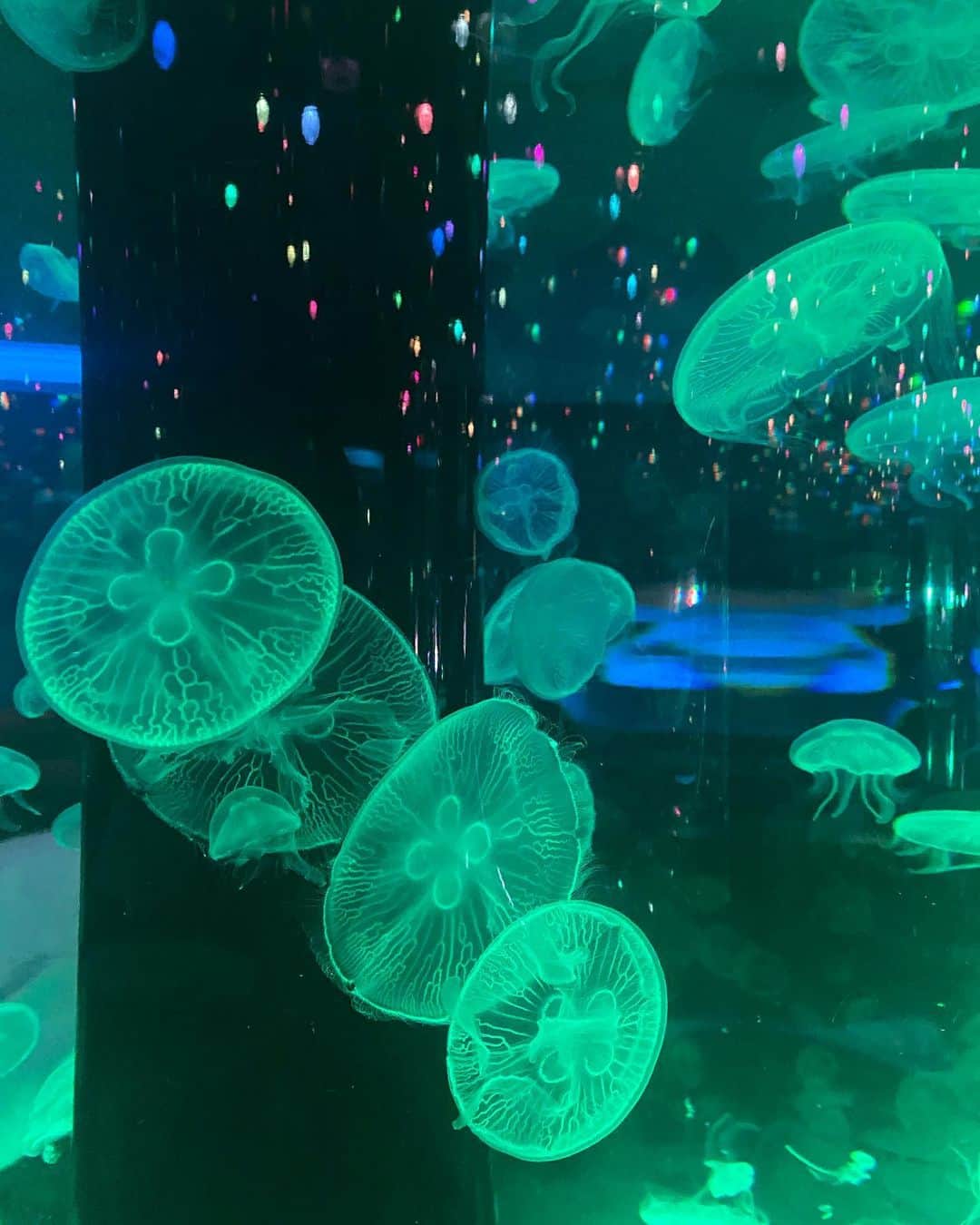 吉田沙世さんのインスタグラム写真 - (吉田沙世Instagram)「🐬✧🐠✧🦭  #aquarium」6月2日 10時29分 - sayobaby