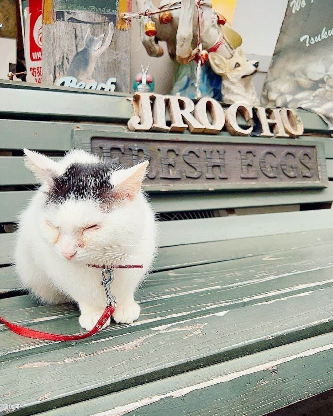 持田香織さんのインスタグラム写真 - (持田香織Instagram)「🐈  カフェアルルの看板猫、石松さん。 「猫ちゃんを膝の上に抱いてお二人を出迎えてください」とのスタッフさんの話を聞いていたかのように自ら膝の上に。  なんて賢い。 収録中もずっと膝の上で大人しくしておられ、癒されっぱなしでありました。  いただいたナポリタンもいわゆる懐かしいTHE ナポリタンの味を裏切らず。 美味しく頂きました。 ごちそうさまでした。  外では次郎長さんが休日だというのに出迎えてくれました。ありがたや。  @tabizaru.official   #旅猿」6月2日 12時37分 - mochidakaori_official