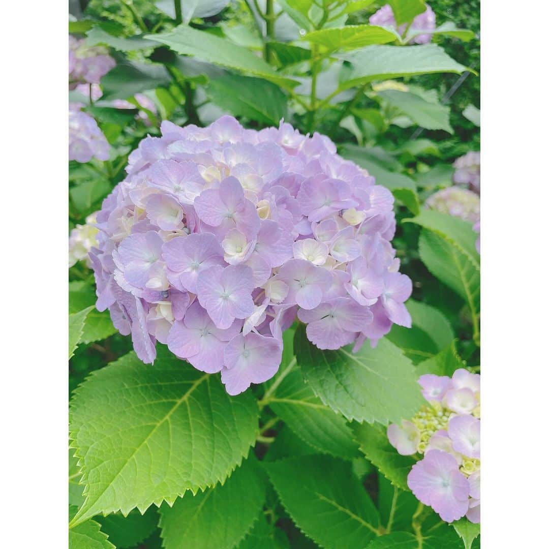 佐々木瞳さんのインスタグラム写真 - (佐々木瞳Instagram)「【6月スタート💐紫陽花】  6月がはじまりましたね💐 きょうも良い天気で、気持ちも晴れやか˚✧₊⁎❝᷀ົཽ≀ˍ̮ ❝᷀ົཽ⁎⁺˳✧༚  歩いているとこの時期よく目に入ってくるのが、紫陽花💐 紫陽花は、色ごとに花言葉があって、 ピンクは「元気な女性」青が「辛抱強い愛情」 季節感を味わえるお花を飾りながら、今月も元気に過ごしたいと思います*･゜ﾟ･*:.｡..｡.:*･'(*ﾟ▽ﾟ*)'･*:.｡. .｡.:*･゜ﾟ･*  来週から仕事がびっちりなので、 今週中に仕事準備や家事、やりたかったことを😤  午後からも頑張りましょう！ #6月スタート #紫陽花 #紫陽花花言葉」6月2日 13時17分 - hitomihappygirl1026