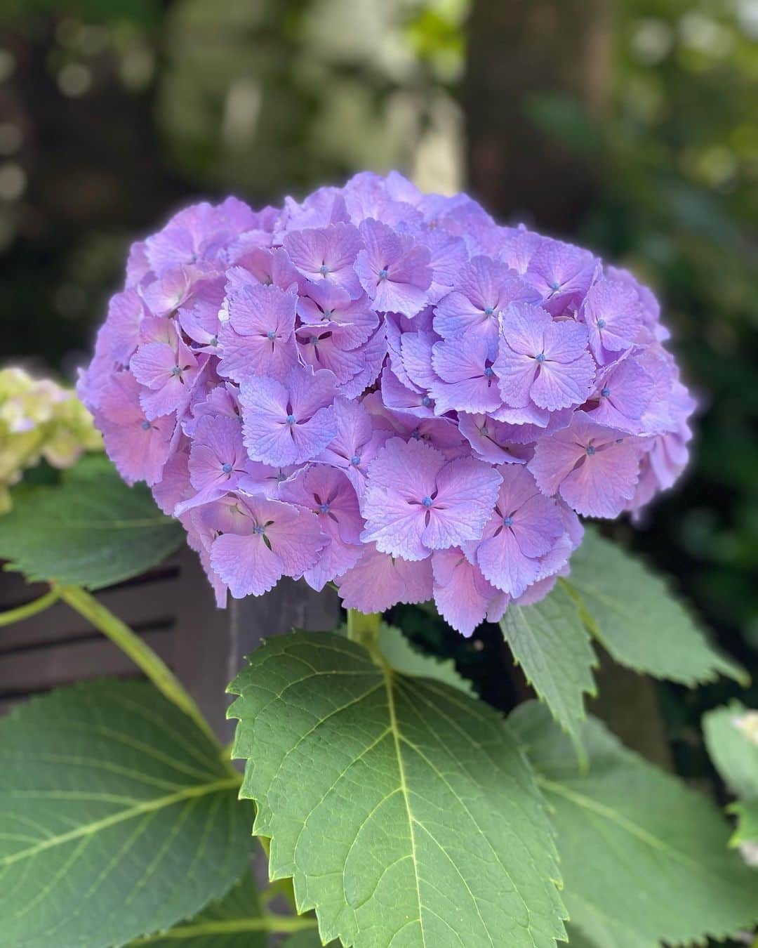 中野英雄さんのインスタグラム写真 - (中野英雄Instagram)「この季節のwalkingはいいね 大好きな紫陽花が 綺麗です  #walking #tokyo  #japan #enjoy #instagood」6月2日 13時23分 - hideo_nakano