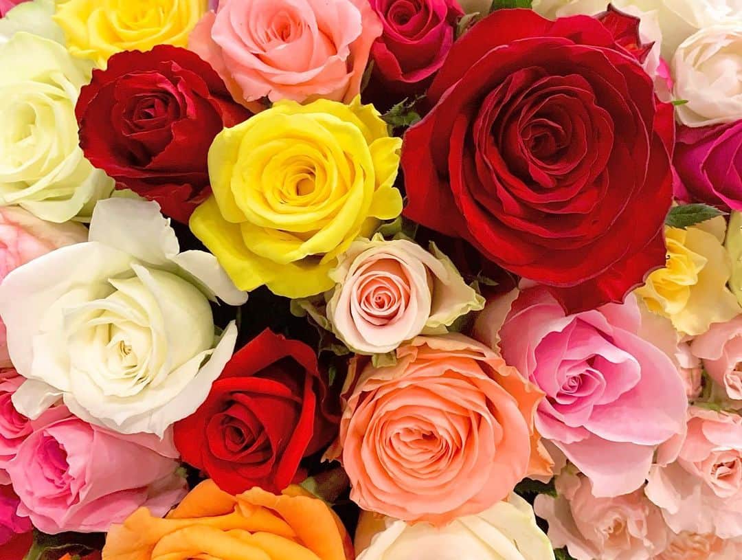 速水里彩さんのインスタグラム写真 - (速水里彩Instagram)「🌹🌹🌹  きょうは#ローズの日 #愛と感謝を伝える日 ❣️  スイッチ！のスタジオには "ローズ"に合わせて62本のバラ✨ 色鮮やかでとっても綺麗で なんとも優雅な香りがしました..🥰  . #🌹 #🌹🌹 #🌹🌹🌹」6月2日 14時40分 - hayami.risa