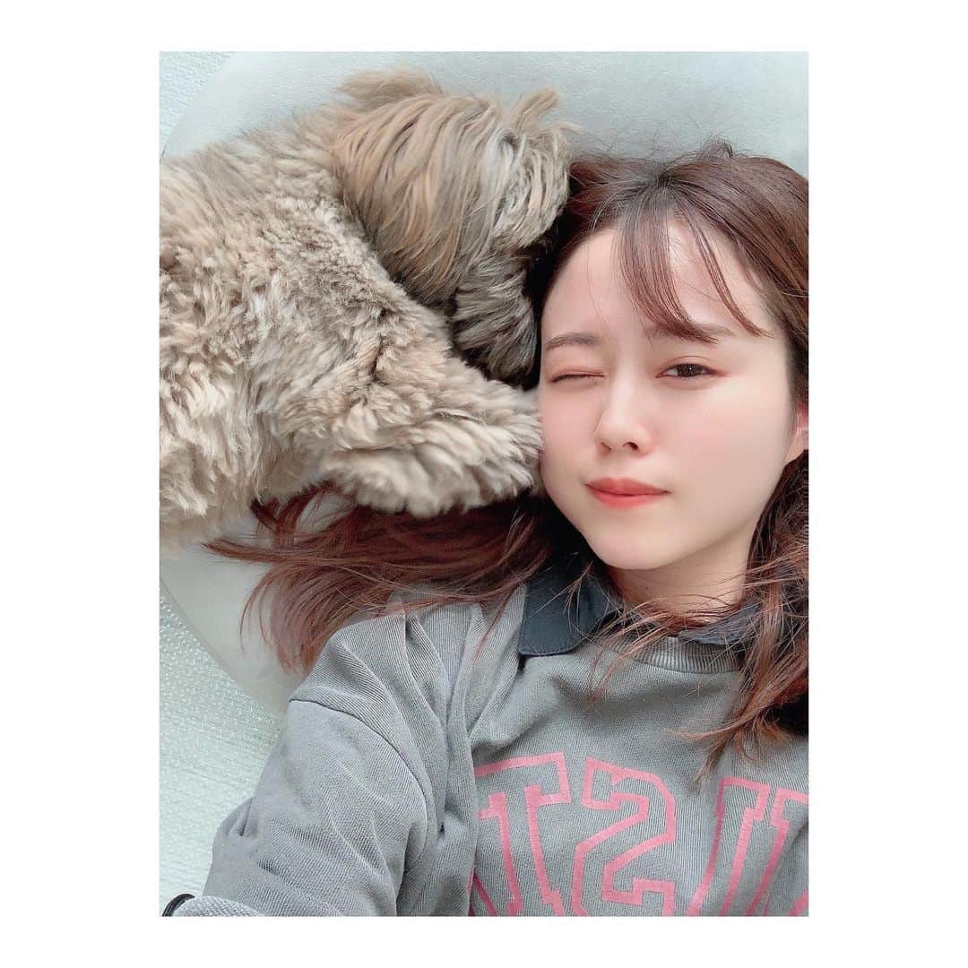 日岡なつみさんのインスタグラム写真 - (日岡なつみInstagram)「🐶💥🥲  寝転ぶと、頭ほりほりされる この写真まだ余裕あるけど、このあと本格的にがりがりしてくるから、ｲﾀﾞﾀﾞﾀﾞﾀﾞって毎回なる… でもかわいいから許す。  すみれ♀MIX犬(シーズー×トイプードル) #しゅみれぐらむ  #犬 #シープー #トイプードル  #シーズー #ミックス #ミックス犬 #いぬすたぐらむ  #犬のいる暮らし #犬好きな人と繋がりたい  #dog #dogstagram #instadog」6月2日 17時05分 - hiokanatsumi