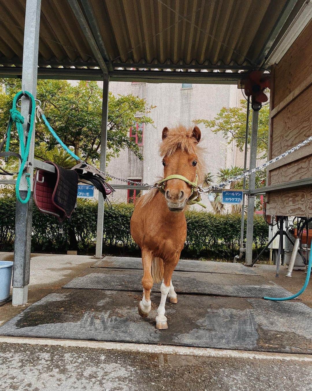 宮本茉由さんのインスタグラム写真 - (宮本茉由Instagram)「. ぽーに誘ってもらって、 乗馬に行ってきました🐴♡  自然の中でたくさんリフレッシュできて癒された🍃  ポニーもお馬さんもかわいすぎた。。  #乗馬」6月2日 18時30分 - mayu_miyamoto_official