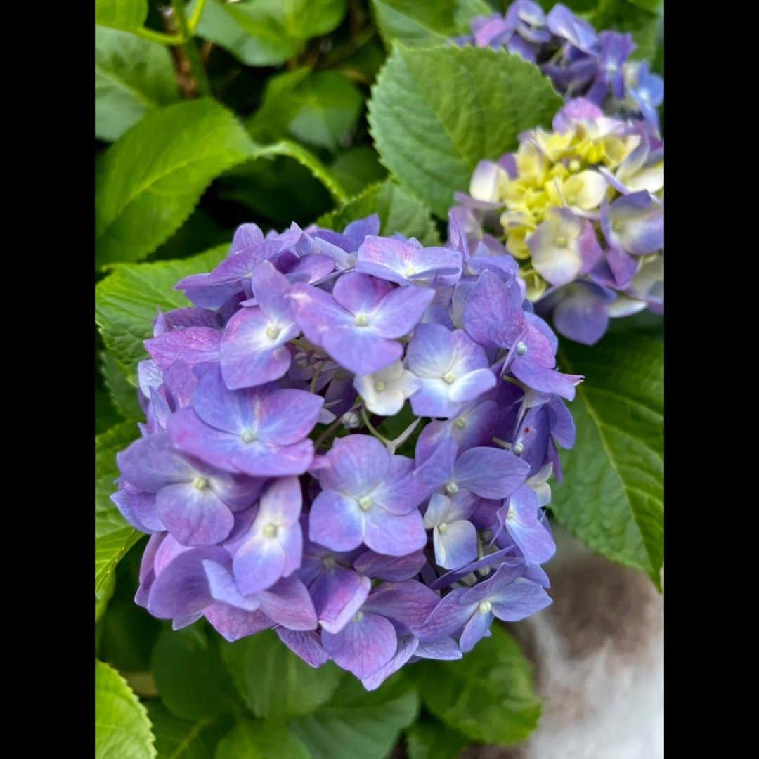 木村拓哉さんのインスタグラム写真 - (木村拓哉Instagram)「⁡ ⁡ ⁡ 「そして、今夜の8話❕ ⁡ どんな仕上がりになっているか自分も楽しみです❕ 気温も少し落ち着いたので9300歩。 夏の訪れを知らせてくれるような紫陽花の花の色にも癒されますね❕」 ⁡ PEACE‼︎ ⁡ STAYSAFE! ⁡ 拓哉 #木村拓哉#TakuyaKimura」6月2日 19時05分 - takuya.kimura_tak