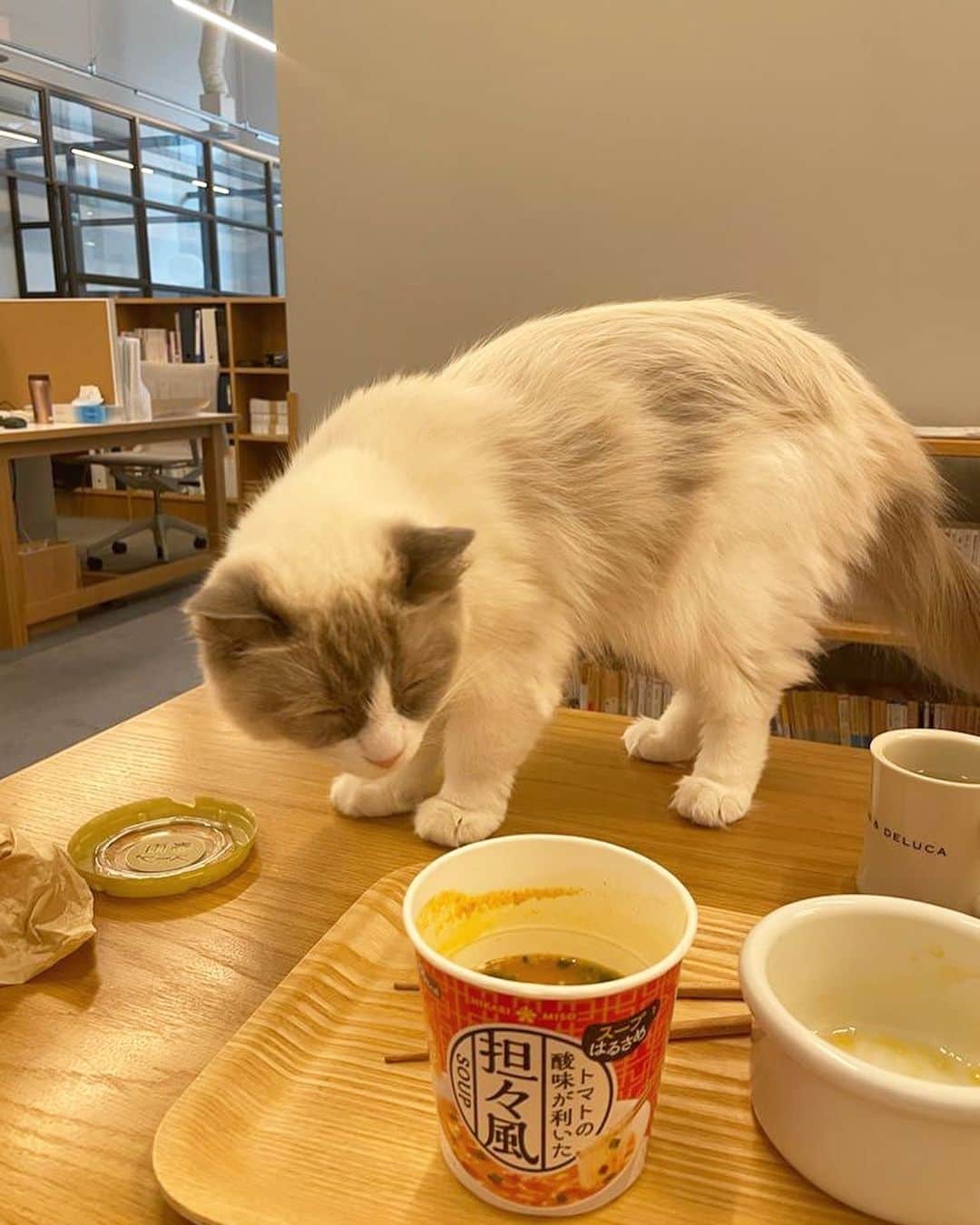 三浦瑠麗さんのインスタグラム写真 - (三浦瑠麗Instagram)「お昼格差だ! とか言うんだけどさあ、でも誘ってあげたのよ？一日中ミーティングじゃあ、そりゃカップ麺になるよね。」6月3日 13時03分 - lullymiura