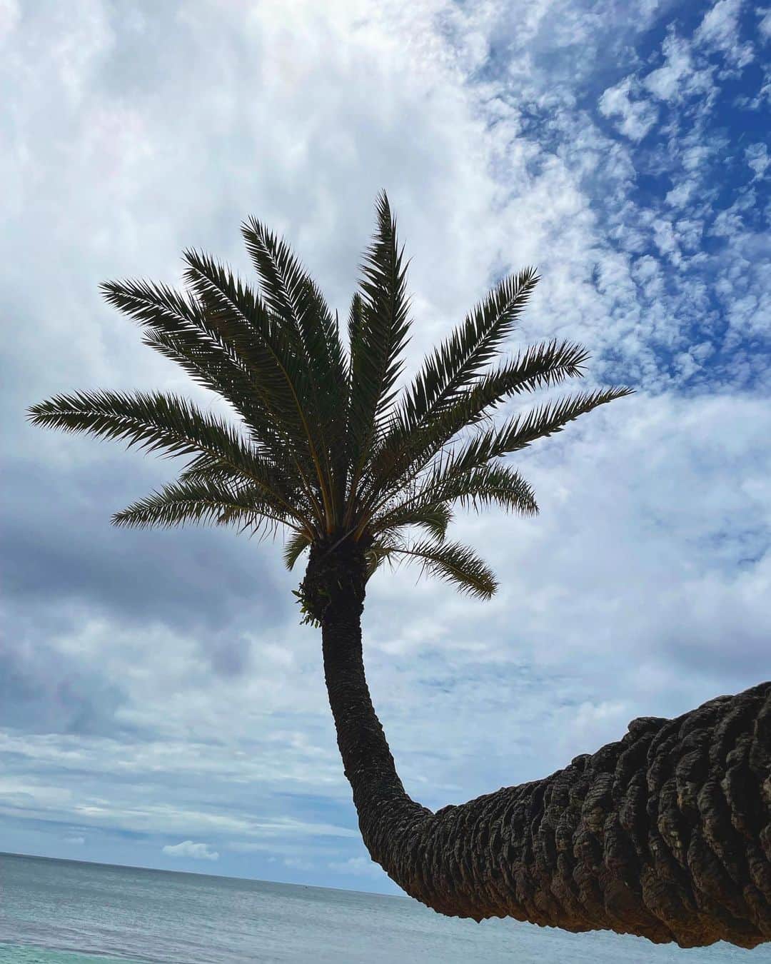 宮内理沙さんのインスタグラム写真 - (宮内理沙Instagram)「📸BENT PALM TREE 📍Sunset Beach - (North Shore: 59-104 Kamehameha Hwy, Haleiwa, HI 96712)  ハワイで最も美しい夕日が見れるとも言われているサンセットビーチに行ってきました🌴 この日はスケジュールの関係で夕日の時間ではなかったのですがこの曲がったヤシの木は迫力もあって見応えありました😎✨ どうやったらこんなに真横に育つんだろう🤔？？  そして樹齢100年以上の貴重なものなのもあり触ってはいけないのでお写真撮る時気を付けないとですね、、🧐📸💡  #bentpalmtree #sunsetbeach #MakeUpEarth #2Zi #地球を綺麗に #sdgs #アフターコロナ #aftercovid19 #travel#toure #ハワイ情報」6月3日 20時42分 - risa_miyauchi