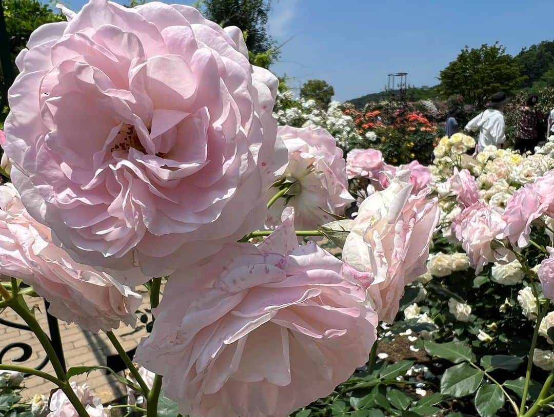 若村麻由美さんのインスタグラム写真 - (若村麻由美Instagram)「❣️明日朝ご覧ください🌹👀💕 花の香りに包まれて、楽しい二人旅をさせていただきました🤗  樋口一葉役の貫地谷しほりさんとは、お話をするのはほぼ初めてでしたが、お母さまとほぼ同世代のアタシにお気遣いくださる、優しくてチャーミングな方でした。こんな素敵な娘がいたらいいなぁ〜❣️ はあ〜、お稽古に入るのが益々待ち遠しい🥰  blouse： @hirokokoshino_official accessory： @kaza_office  📺2022年6月4日(土) AM8:30～9:55 カンテレ／フジTV系全国ネット 『土曜はナニする！？』日帰りぷらっとりっぷ 若村麻由美と貫地谷しほり足利ぶらり旅 https://www.ktv.jp/donani/  #若村麻由美 #mayumiwakamura #カンテレ #フジTV #土曜はナニする #貫地谷しほり #日帰りぷらっとりっぷ #栃木 #足利 #二人旅 #ぶらり旅 #ワイン #足利銘仙 #蕎麦 #足利フラワーパーク #花の香りに包まれて #薔薇 #バラ園 #舞台 #こまつ座 #井上ひさし #頭痛肩こり樋口一葉」6月3日 20時56分 - mayumiwakamura_official