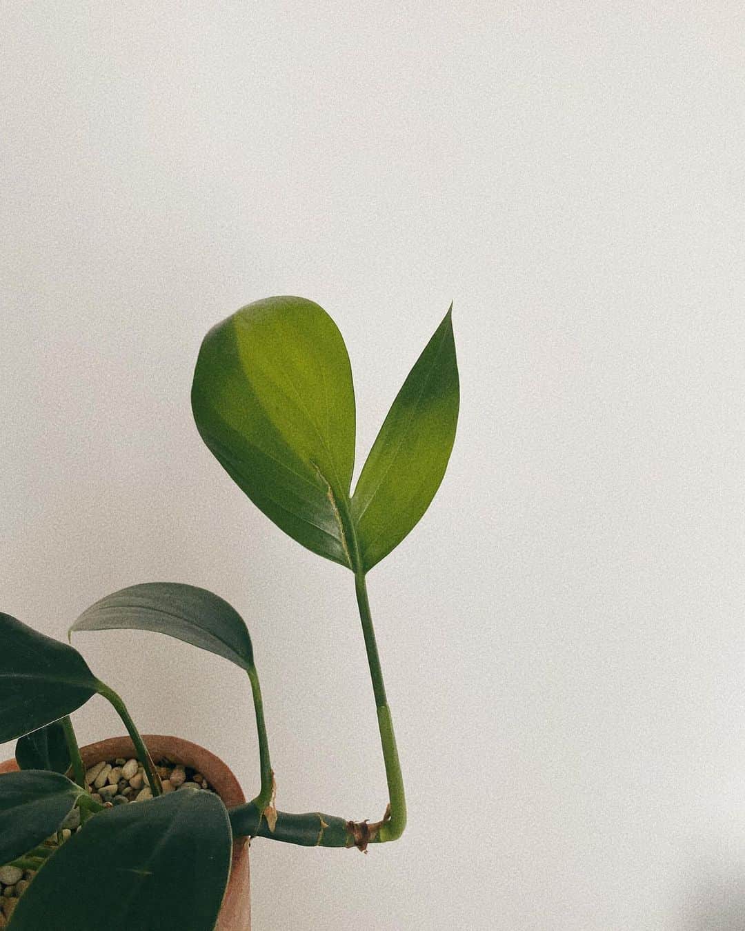 真奈さんのインスタグラム写真 - (真奈Instagram)「新入りきゃわいい😭 (本当に可愛いと思うときゃになる)  4枚目は新入りじゃないけど 突如茎？から にょきにょきチャンピオンして 1番大きく育った葉っぱが 愛おしすぎる🥺♡︎  #観葉植物　#植物のある暮らし 🌱」6月4日 13時16分 - manatmnt0116