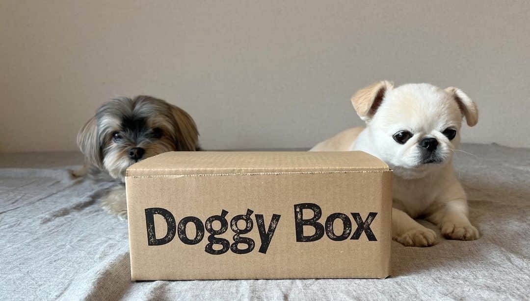 おもちくんさんのインスタグラム写真 - (おもちくんInstagram)「#doggybox #ドギボ #PR」6月5日 0時41分 - omochi_kun
