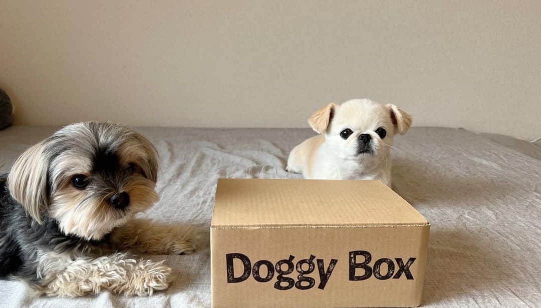 おもちくんさんのインスタグラム写真 - (おもちくんInstagram)「#doggybox #ドギボ #PR」6月5日 0時41分 - omochi_kun