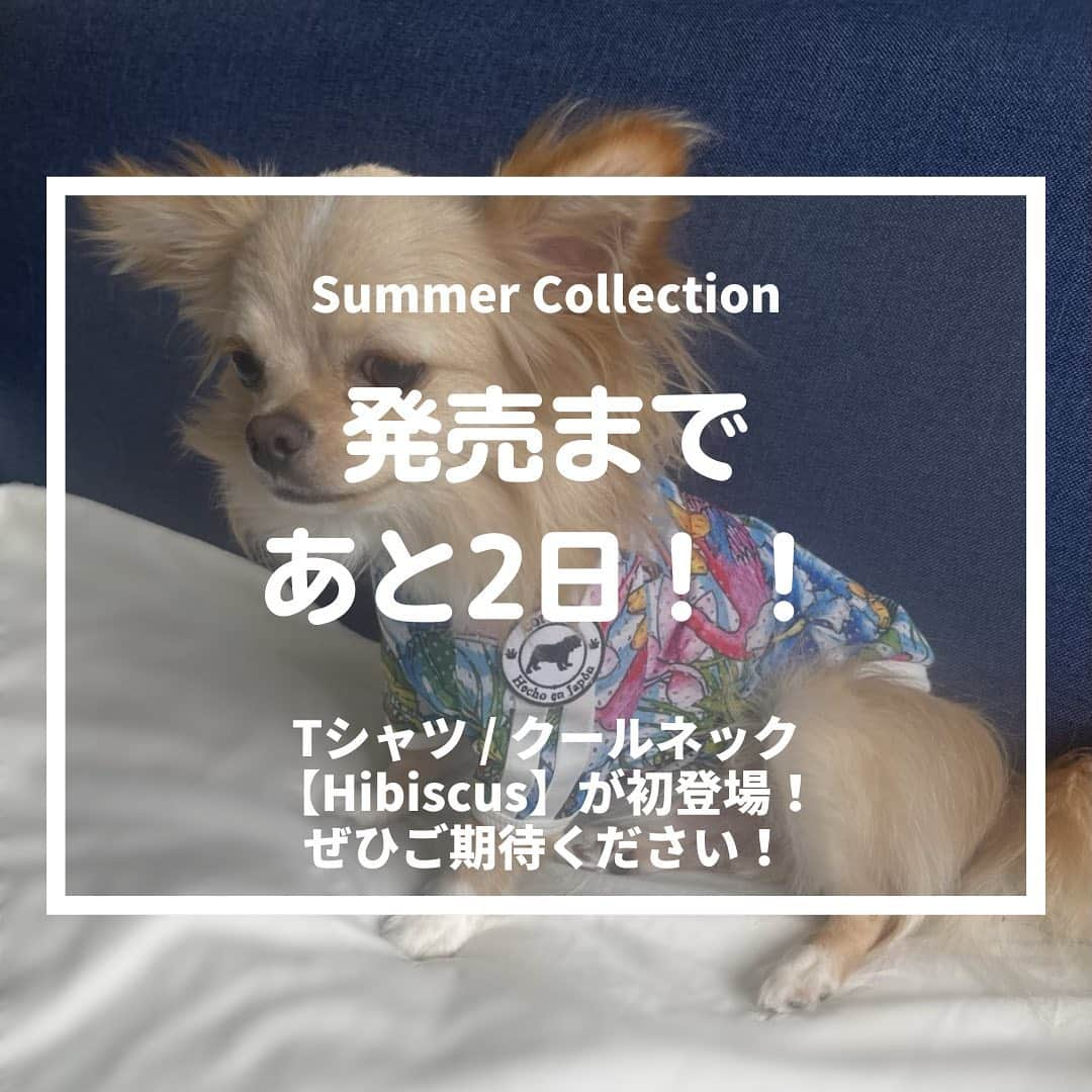 北斗晶さんのインスタグラム写真 - (北斗晶Instagram)「・ ／ 2022 Summer Collection  発売まであと2日！🐶🌺 ＼  2022 Summer Collection は 6/7(火)20:00〜 販売開始いたします！  本日はcorazón初登場のTシャツ【Hibiscus】をご紹介いたします！  ペットにとって厳しい暑さの夏を快適に、可愛く過ごして欲しい･･･ プロデューサー北斗晶さんのそんな想いから生まれた今回のTシャツ【Hibiscus】は、夏用にメッシュ生地を採用いたしました！ 薄手でクール加工を施していますので、わんちゃんに負担なく、被毛を保護してくれます。 吸湿性・通気性が良く、蒸れる心配もございません！ また、速乾性にも優れておりお洗濯の際に乾きやすく、かつ清潔に保つことができます！  corazónのコンセプトのひとつでもある、『ドッグランでどこにいてもうちの子が分かる！』をテーマに、鮮やかで涼しさを感じられる水色を基調としたハイビスカス柄は、どこにいてもおしゃれで目立つこと間違いなし！🌺  外では涼しく、家の中では抜け毛防止やエアコンの冷えすぎ対策に、ぜひ着せてあげてください♪  ▼サイズ 今回、Tシャツでは11サイズをご用意しております！ ---------- ・基本サイズ   S・MS・M・L ・ダックス専用    D-M ・プードル専用   P-SS ・ブルドッグ専用   B-M・B-L ・フレブル専用   F-S・F-M・F-L ----------  ⚠️今季コレクションの『Tシャツ』と『クールネック』は、限定販売のためサイズと個数に限りがございます。 大型犬につきましては、たくさんのリクエストがありましたら、次回の限定販売時にお応えさせて頂く予定です。  ▼価格（税込） ¥6,578〜 ※サイズによって異なります。  2022 Summer Collection は6/7(火)20:00〜販売開始します！ 是非チェックしてください✨  --------------------- 🐶気になったら【保存】ボタンを押して下さい❣️  ▼ECサイトはプロフィールからアクセス♪ @corazon_hokuto  #corazón #コラソン #ペット服 #犬 #いぬすたぐらむ #いぬのいる暮らし #トラックスーツ #ジャージ #アパレル #ペット #愛犬 #dog #北斗晶 #チワワ #プードル #ダックスフンド #ブルドッグ #フレブル #犬服 #夏服 #ハイビスカス #hibiscus #Tシャツ #メッシュ生地」6月5日 17時56分 - hokutoakira_official