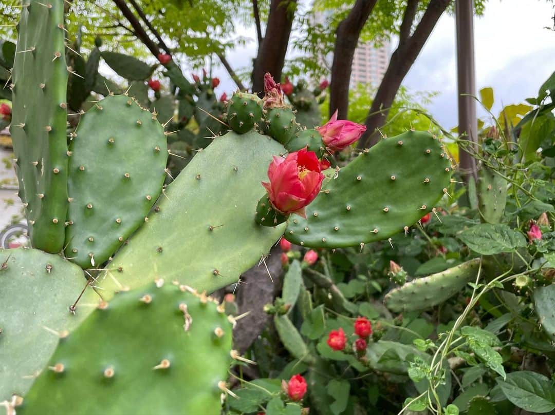 SÜMIREさんのインスタグラム写真 - (SÜMIREInstagram)「. 今日は新しい観葉植物を探しに大好きな SOLSO PARK に行ってきたよ🌵🤍 たくさんの植物に癒された😌 . #solsofarm#solsopark#sharegreenminamiaoyama  #観葉植物#サボテン#green#cactus#dayoff」6月5日 21時28分 - 12_sumiregram_26