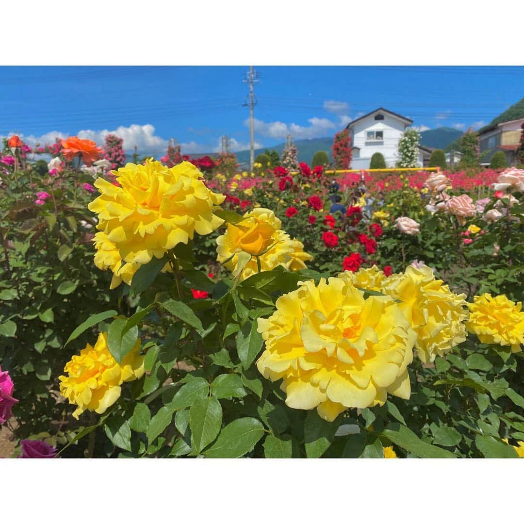 尾島早都樹さんのインスタグラム写真 - (尾島早都樹Instagram)「バラに囲まれて🌹  #中野市 の #一本木公園 から これダネ中継でした🎤  今週末がちょうど満開！！！ 360度どこを向いてもレンズを向けたくなる 美しい景色が広がっていました😳❣️  本当に映えすぎてずっと写真撮ってて 全然前に進めなかった🤳(笑)  去年もニュース中継でおじゃましましたが、 この規模での開催は３年ぶり。 コロナ禍でやっとこれまでの賑わいが戻ってきて、 愛情込めて育ててきたバラを 楽しんでもらえることがうれしいと、 実行委員会のみなさんはおっしゃっていました。  #信州なかのバラまつり は 来週の日曜日まで開催です🌹  次もみなさんの街へ！！ #尾島がおじゃまします 👟🎤  #長野放送 #土曜はこれダネッ #アナウンサー #女子アナ  #中継 #リポーター #信州 #長野県 #一本木公園 #🌹 #いつもさつき晴れ☀️✌🏻」6月5日 23時06分 - ojima_satsuki